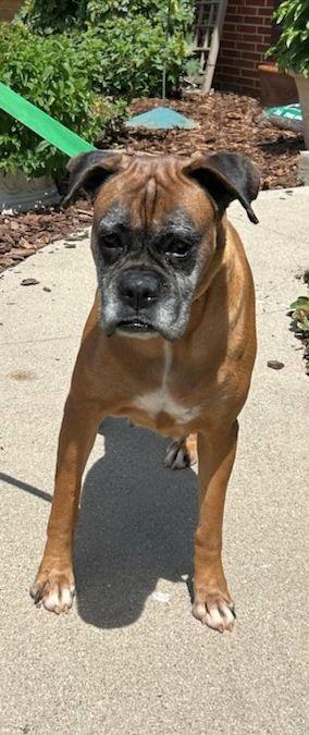 DAISY (ohiosdrescue(at)gmail.com), a ADOPTABLE Boxer in Elyria, OH image 2/4