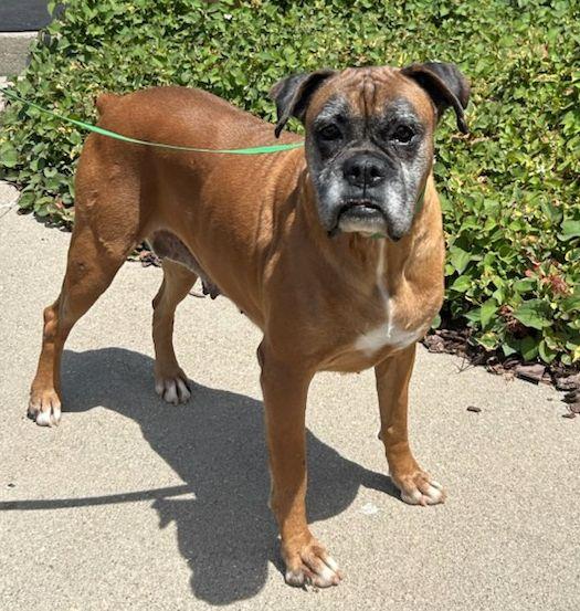 DAISY (ohiosdrescue(at)gmail.com), a ADOPTABLE Boxer in Elyria, OH image 1/4