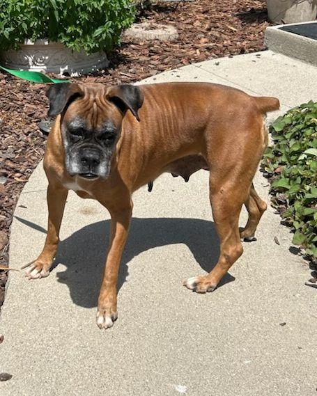 DAISY (ohiosdrescue(at)gmail.com), a ADOPTABLE Boxer in Elyria, OH image 3/4