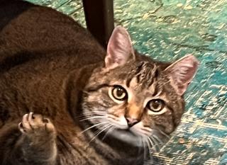 Atlas, a Adoptable Domestic Short Hair in Sterling, VA image 1/4