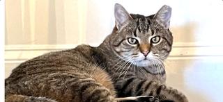 Atlas, Adoptable, Adult Male Domestic Short Hair.