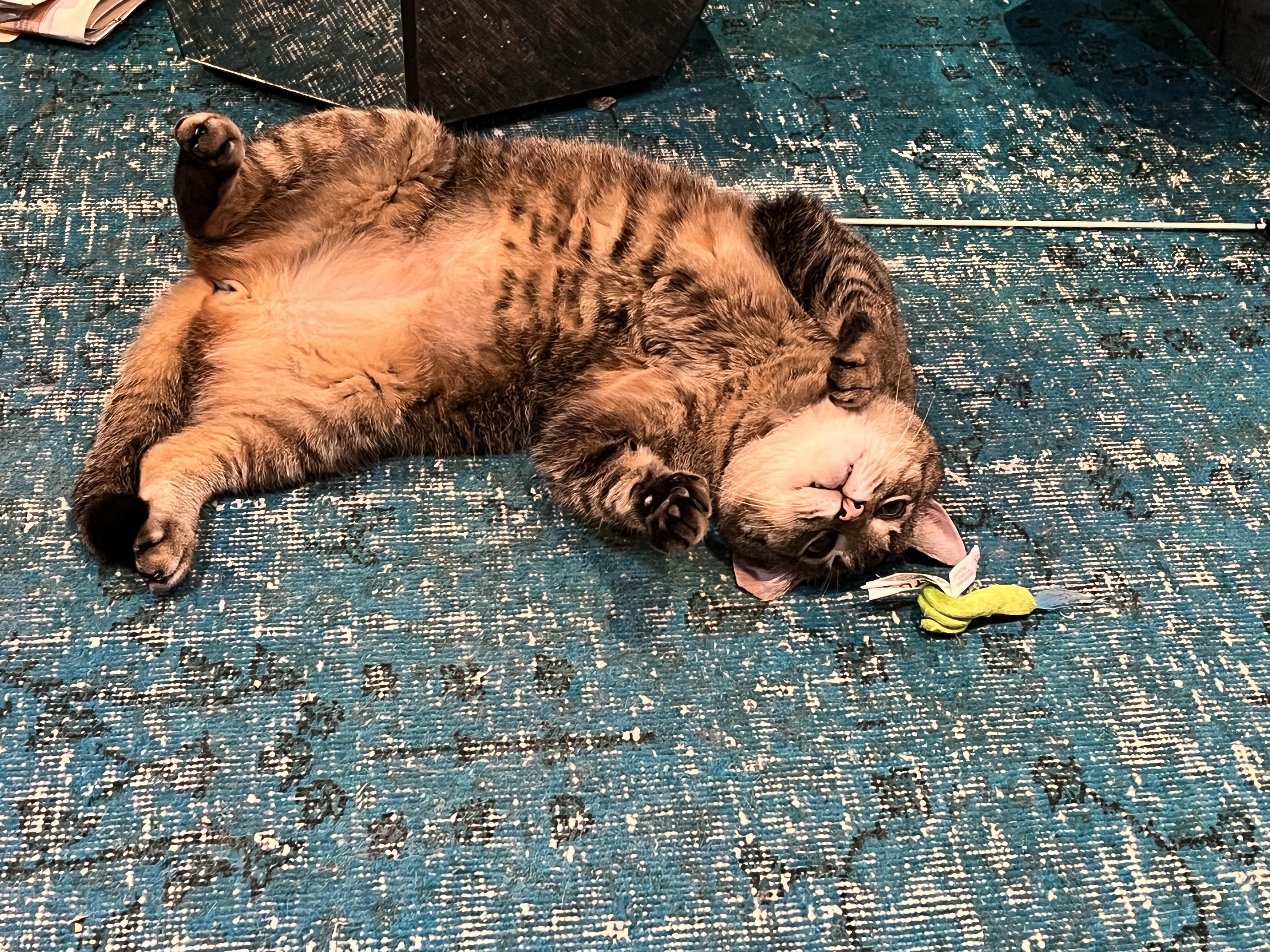 Atlas, a Adoptable Domestic Short Hair in Sterling, VA image 3/4