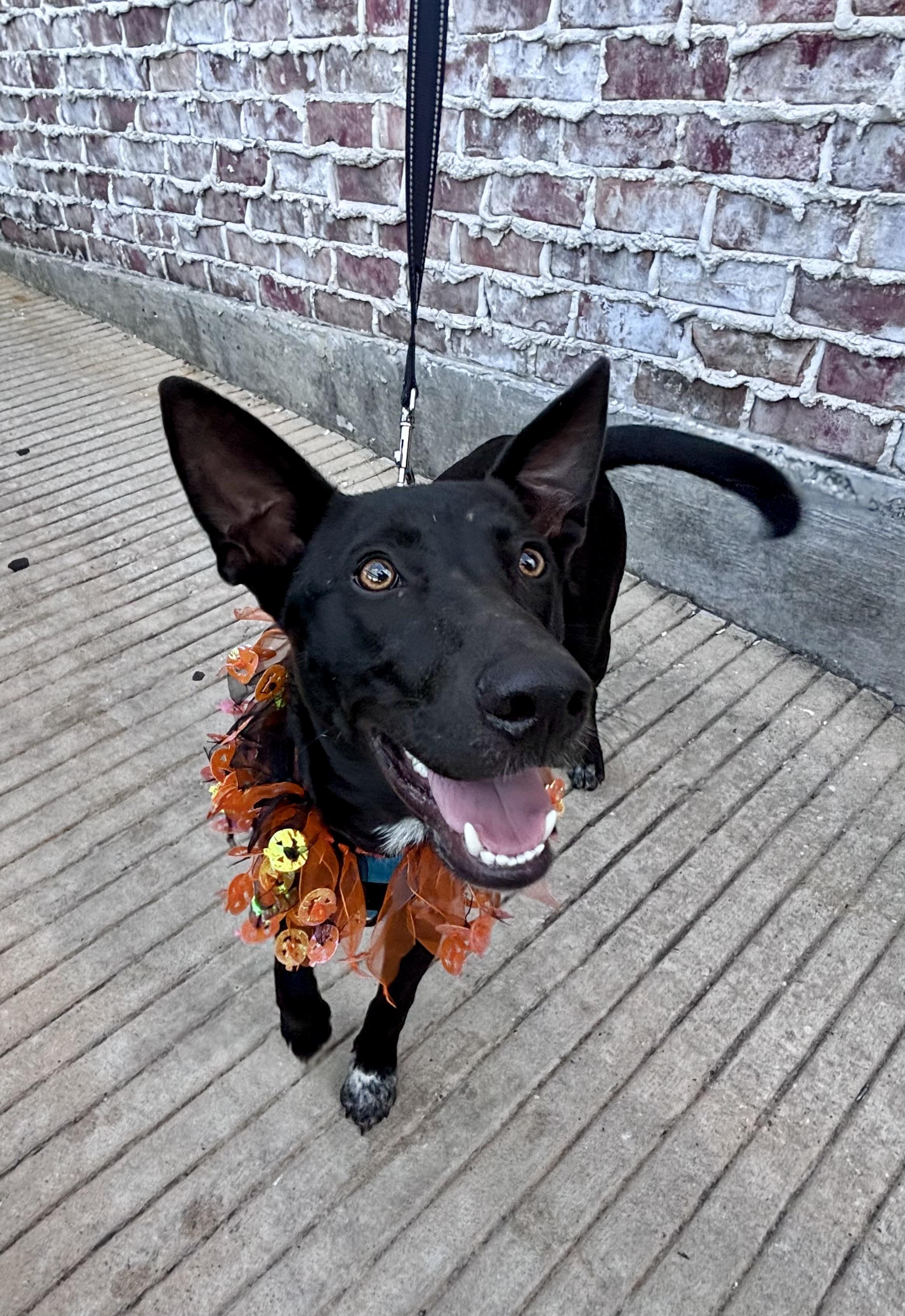 Enlarge Ryder, a Adoptable mixed breed in Houston, TX image 1/4