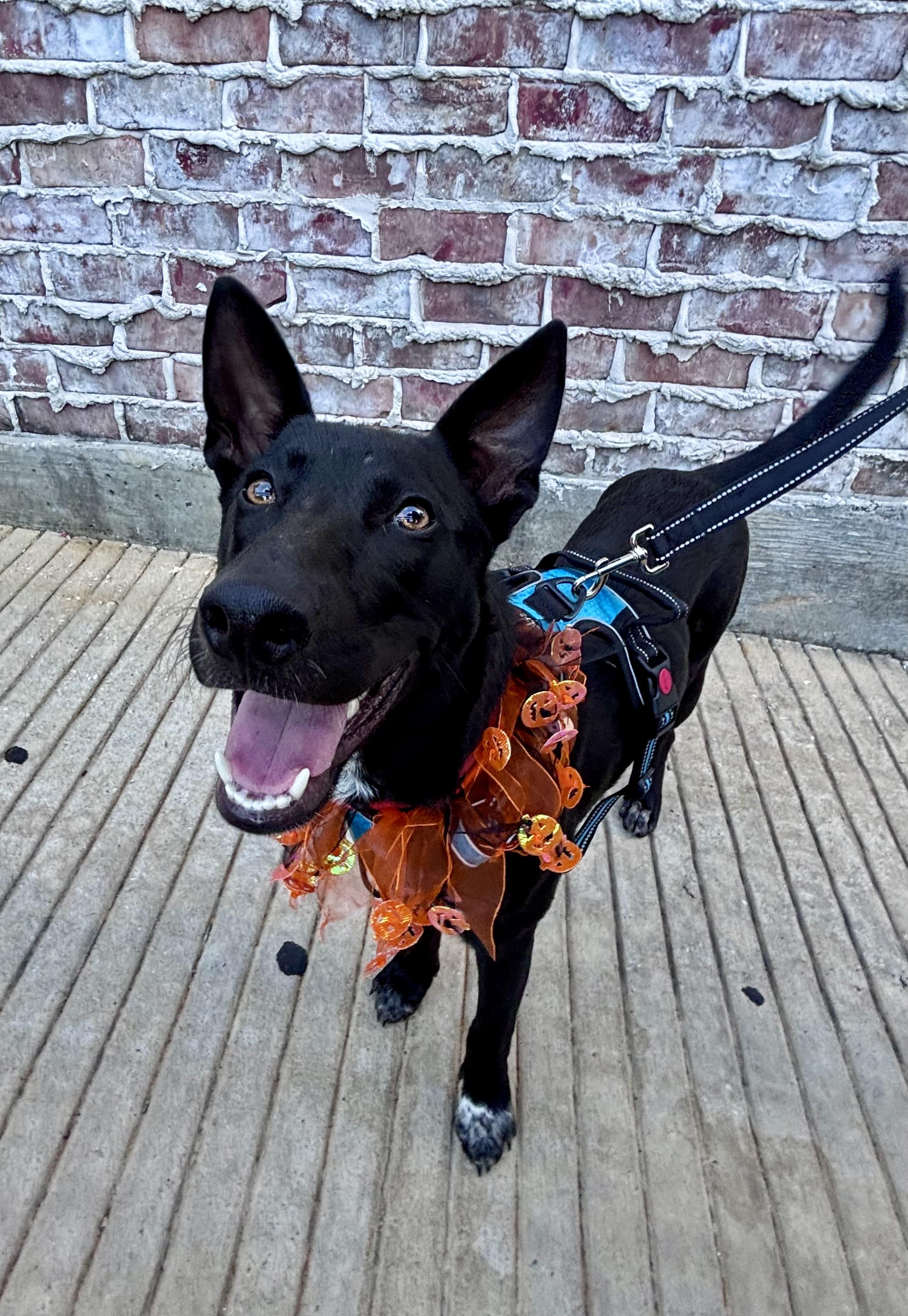 Enlarge Ryder, a Adoptable mixed breed in Houston, TX image 2/4