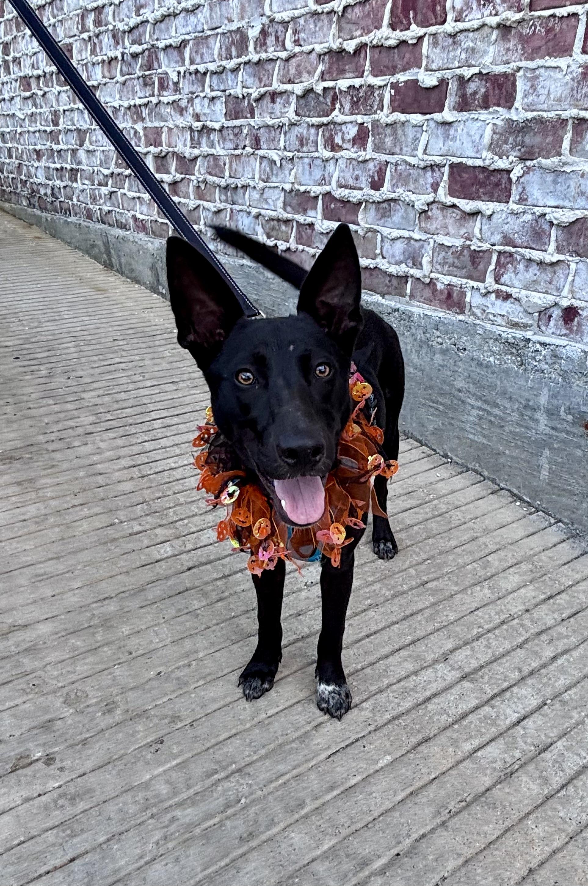 Enlarge Ryder, a Adoptable mixed breed in Houston, TX image 3/4