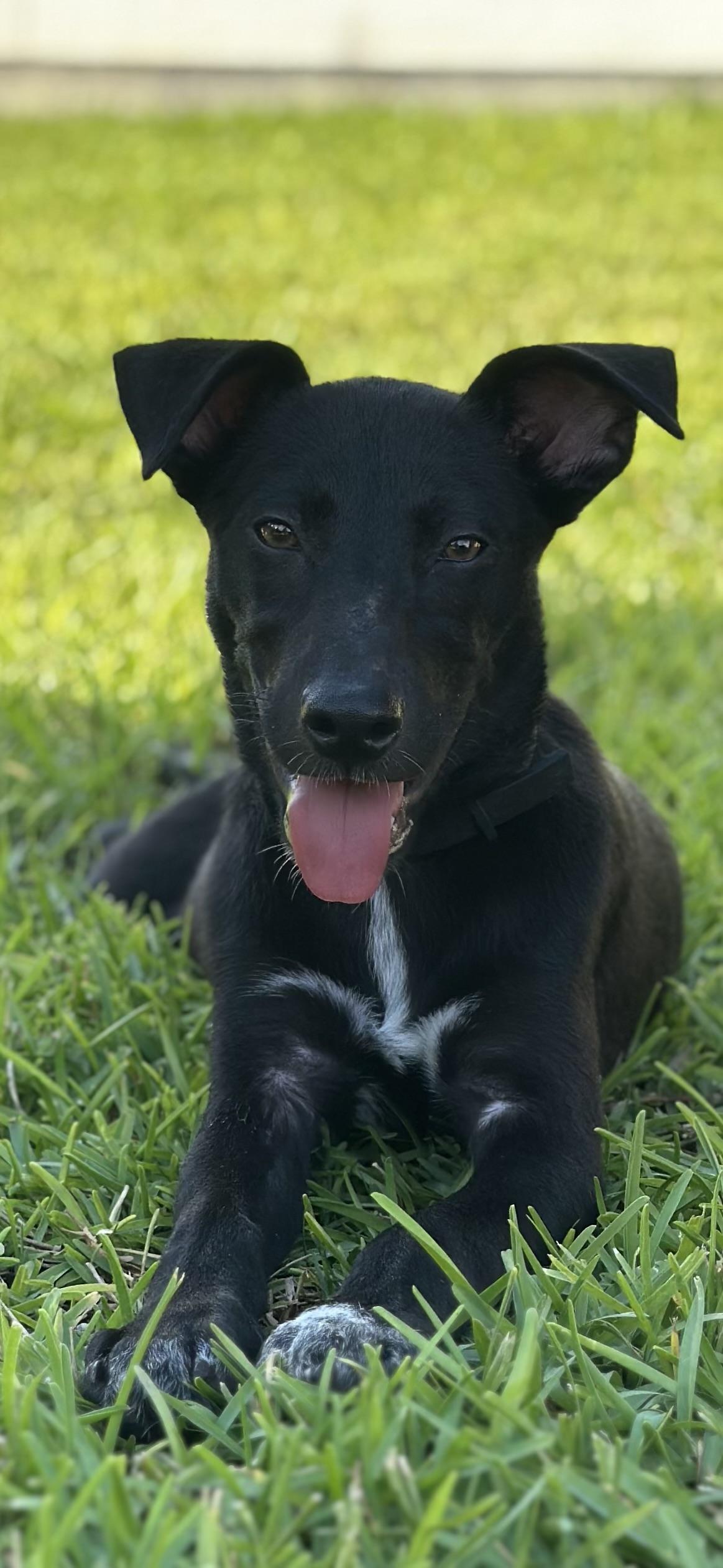 Enlarge Ryder, a Adoptable mixed breed in Houston, TX image 4/4