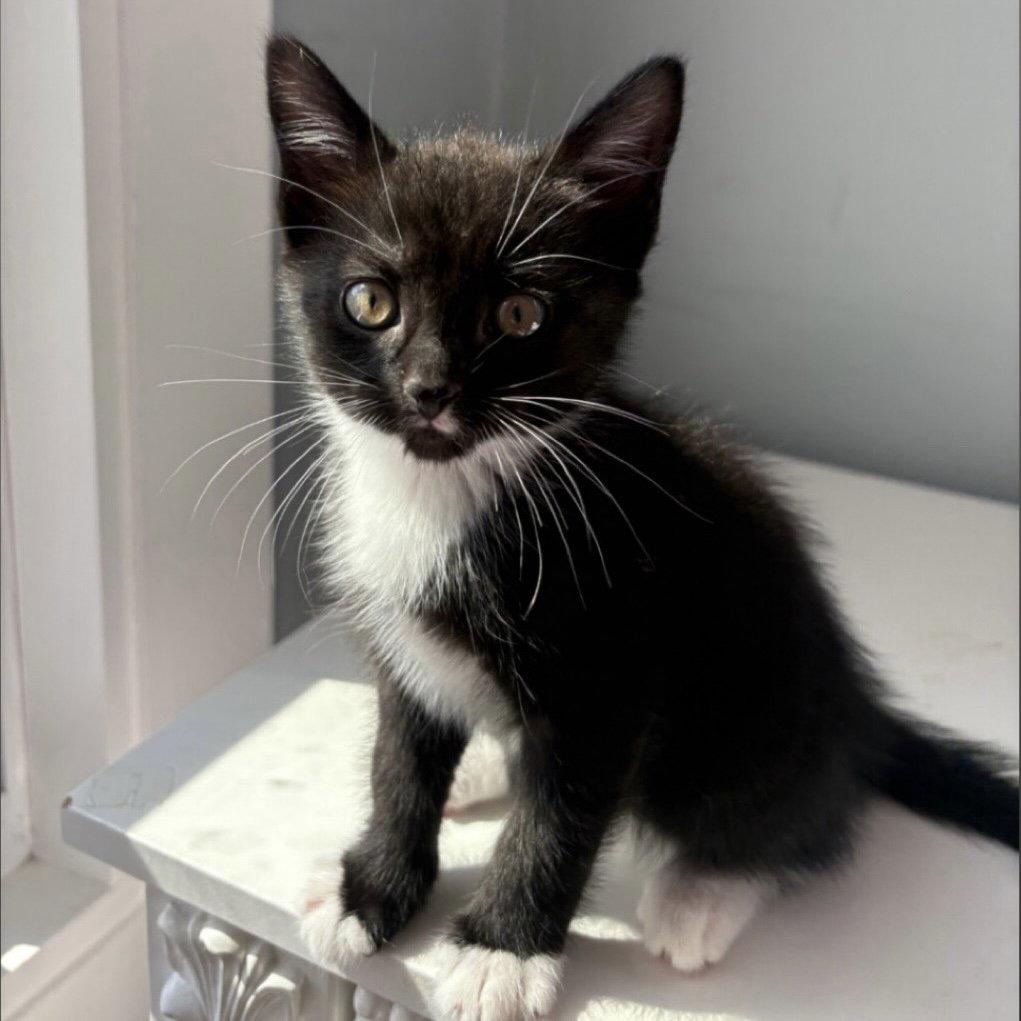 Bitsy, Adoptable, Kitten Female Domestic Short Hair.