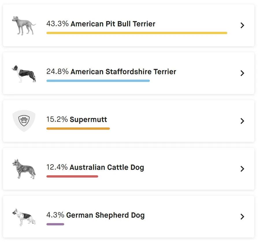 Miss Moffat, Adoptable, Adult Female Pit Bull Terrier & American Staffordshire Terrier.