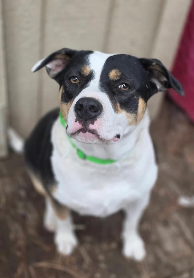 Enlarge Miss Moffat, a Adoptable mixed breed in Elk, WA image 2/6