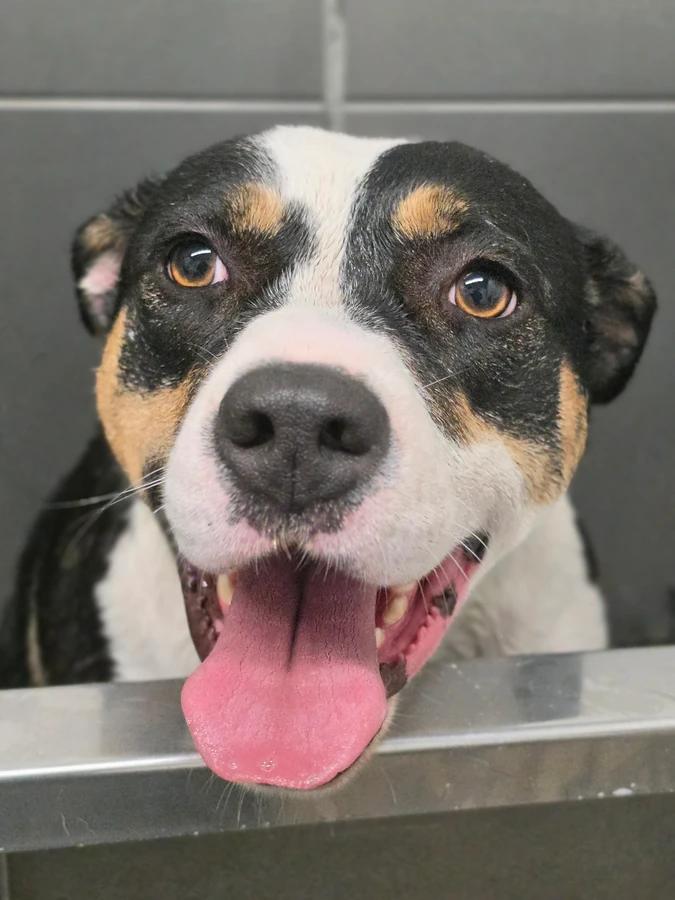 Enlarge Miss Moffat, a Adoptable mixed breed in Elk, WA image 4/6
