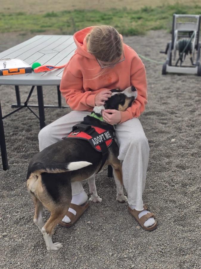 Enlarge Miss Moffat, a Adoptable mixed breed in Elk, WA image 6/6