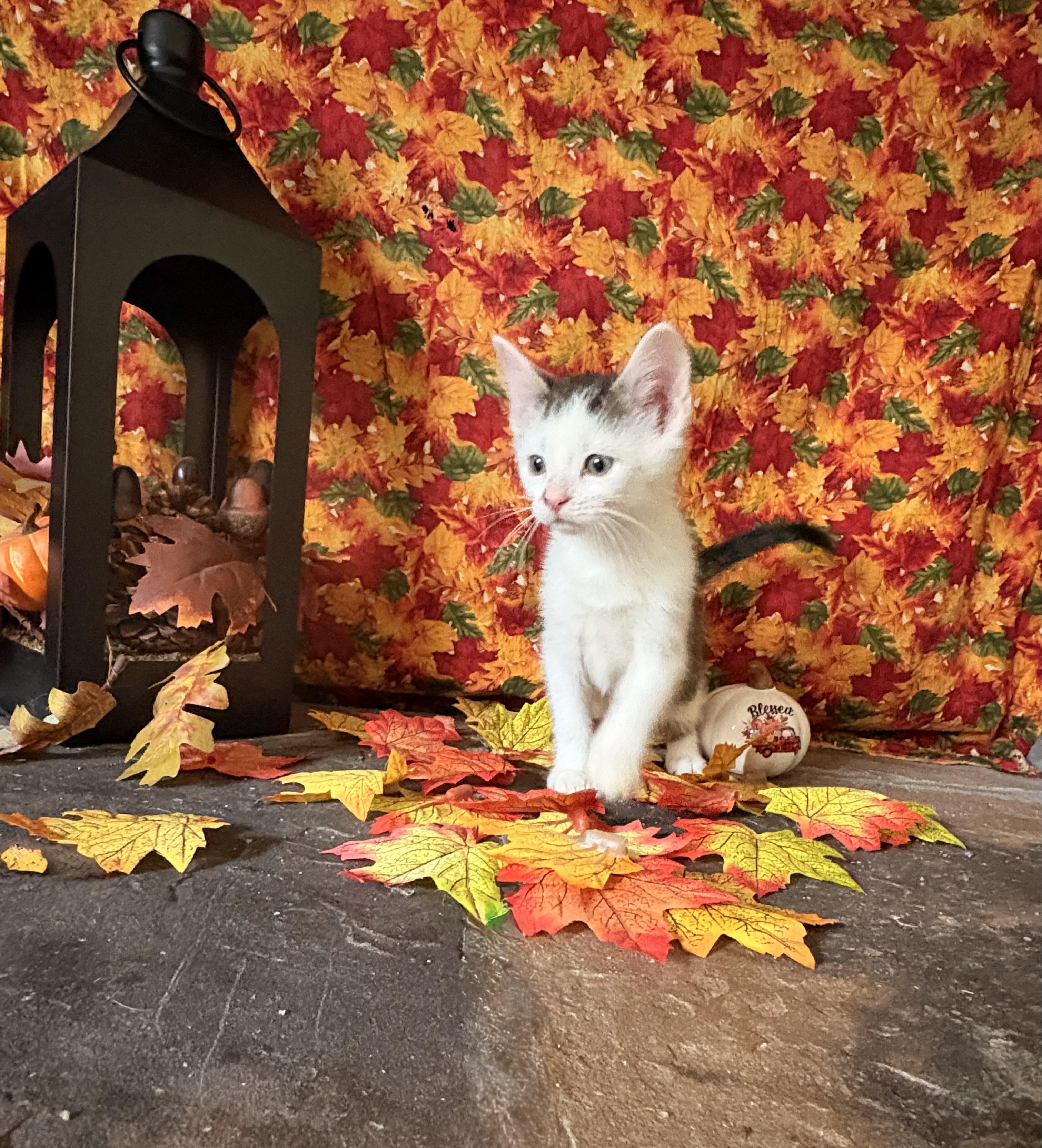 Trey — thumbnail 2