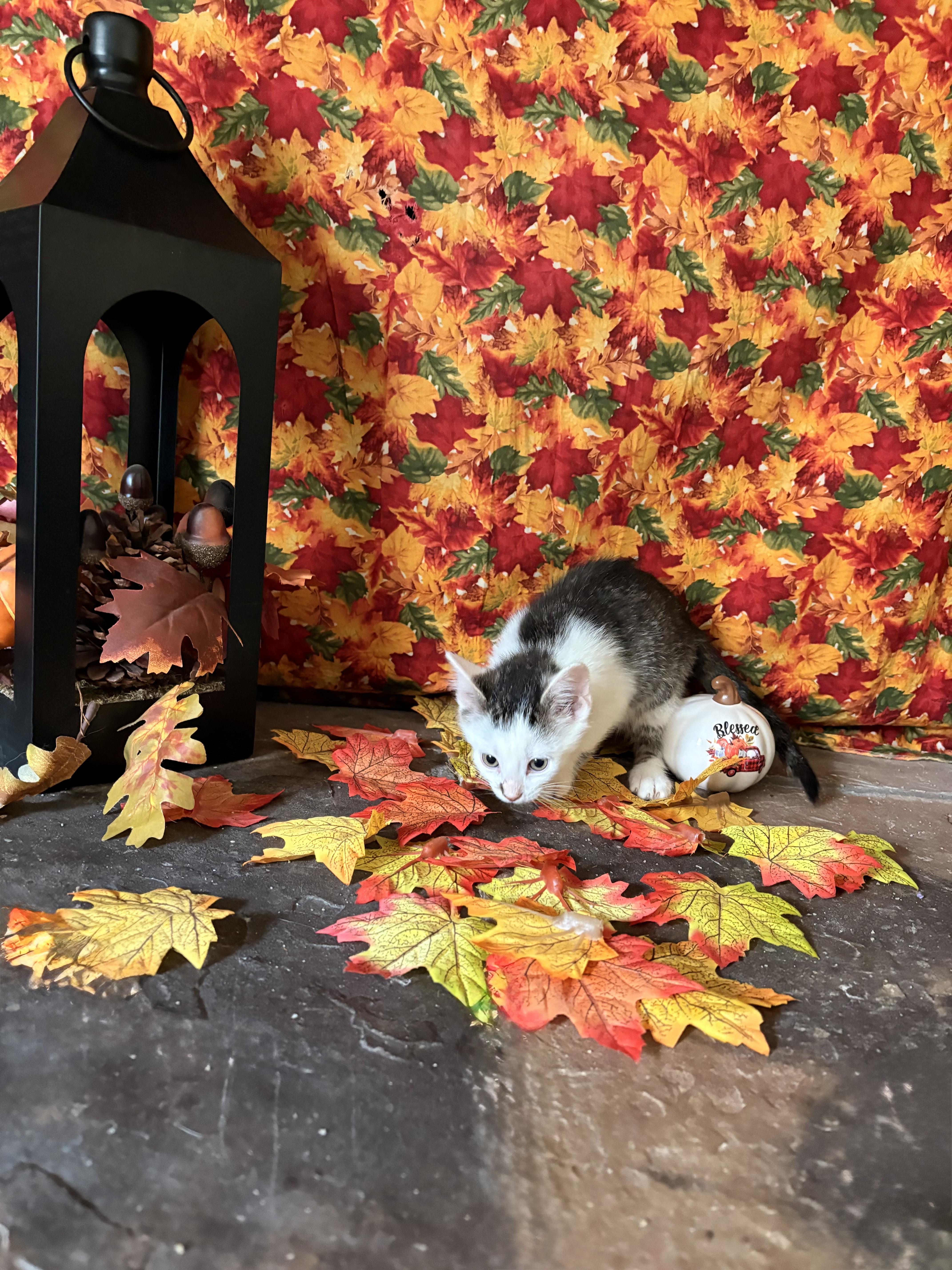 Trey — thumbnail 5