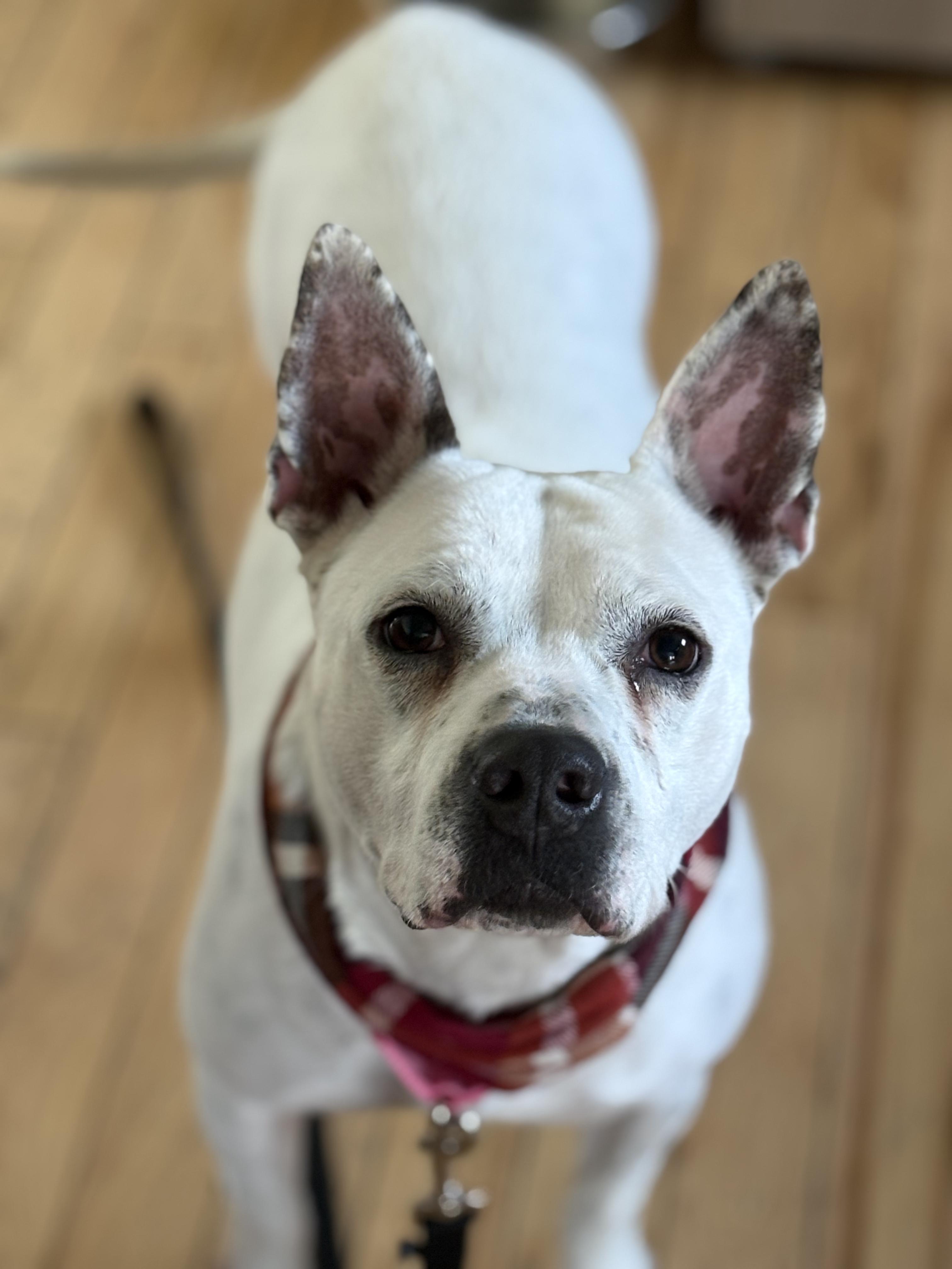 Sugar Rae, ADOPTABLE, Adult Female Mixed Breed.