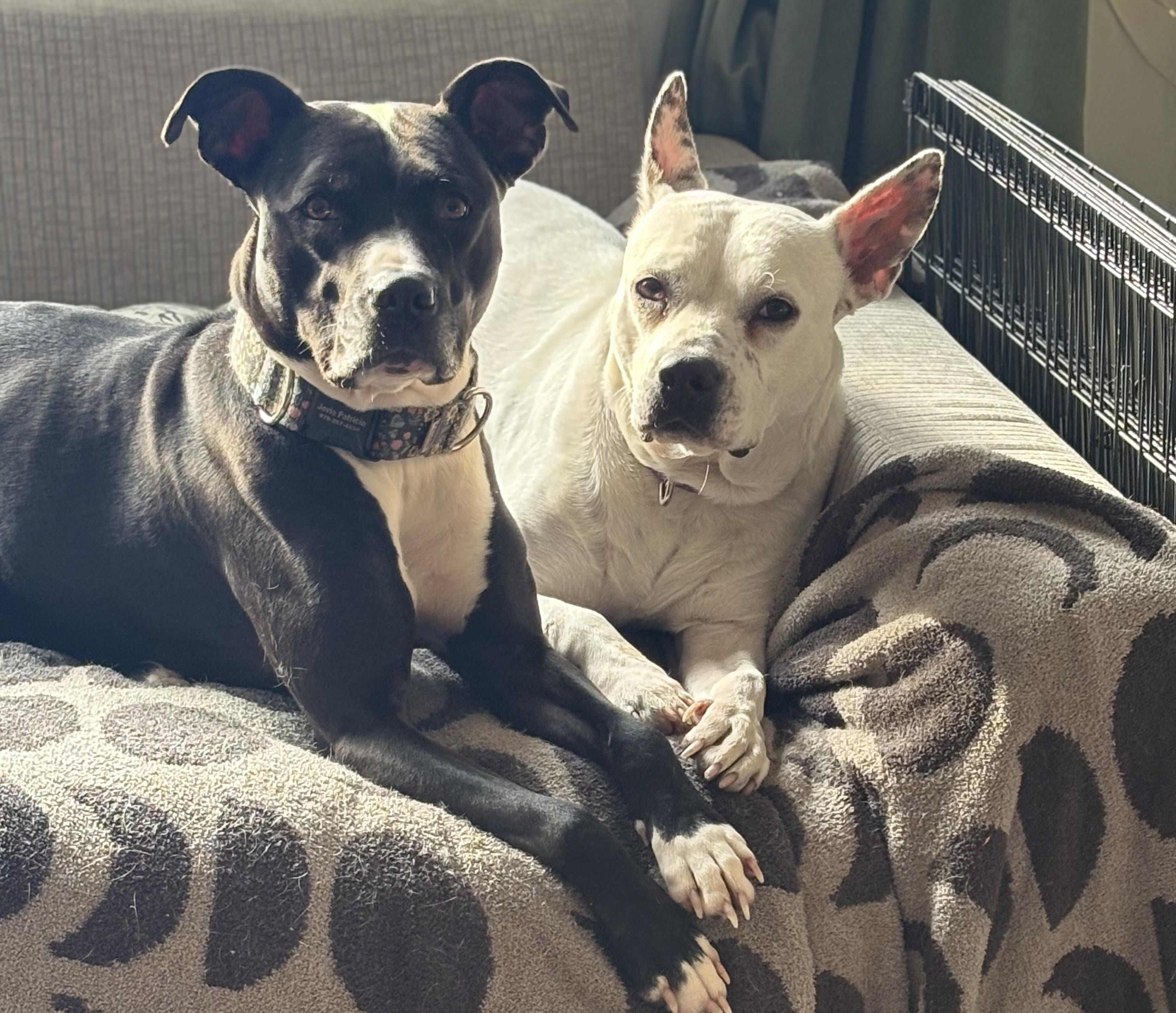 Enlarge Sugar Rae, a ADOPTABLE mixed breed in Chelmsford, MA image 6/6