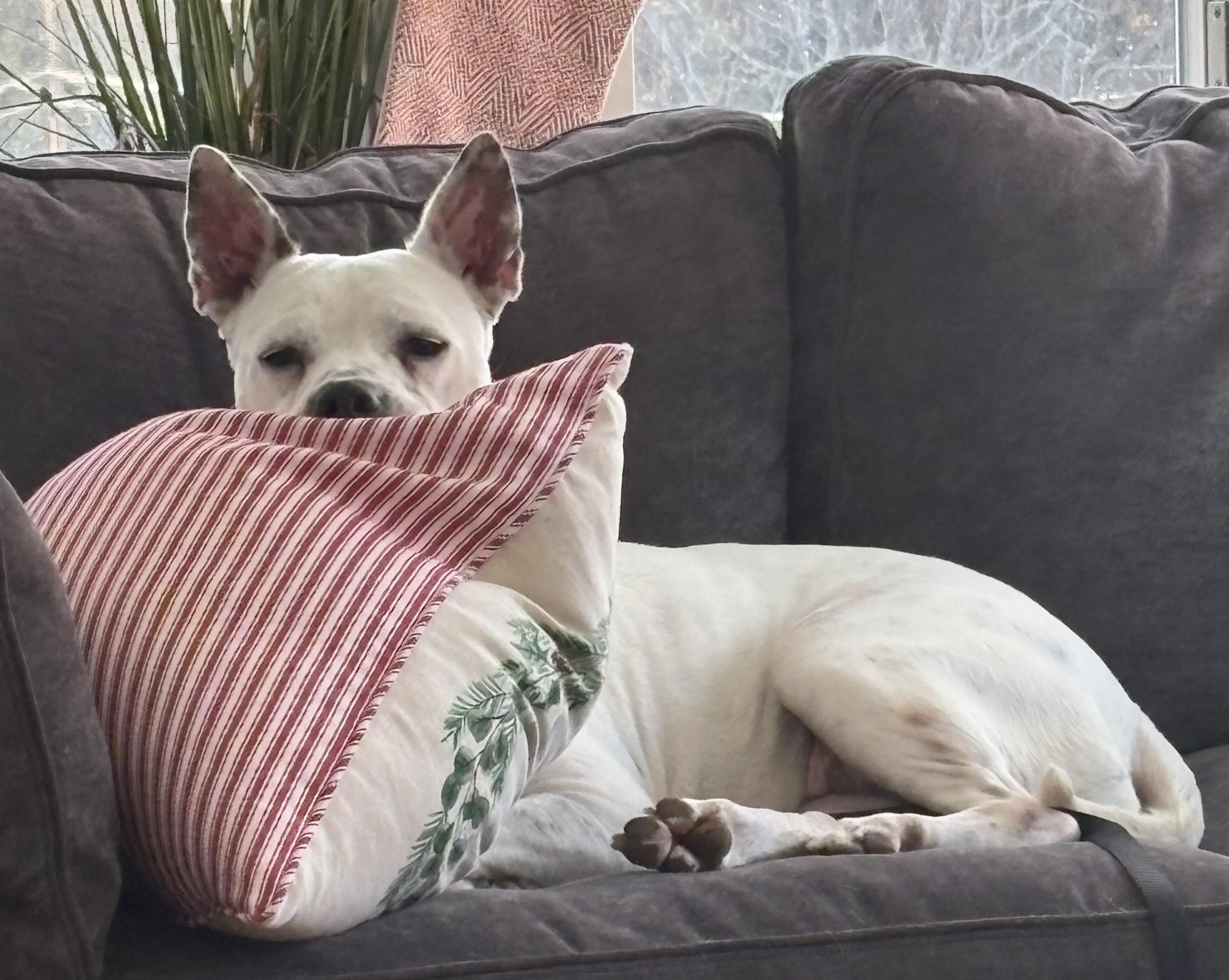 Sugar Rae, ADOPTABLE, Adult Female Mixed Breed.