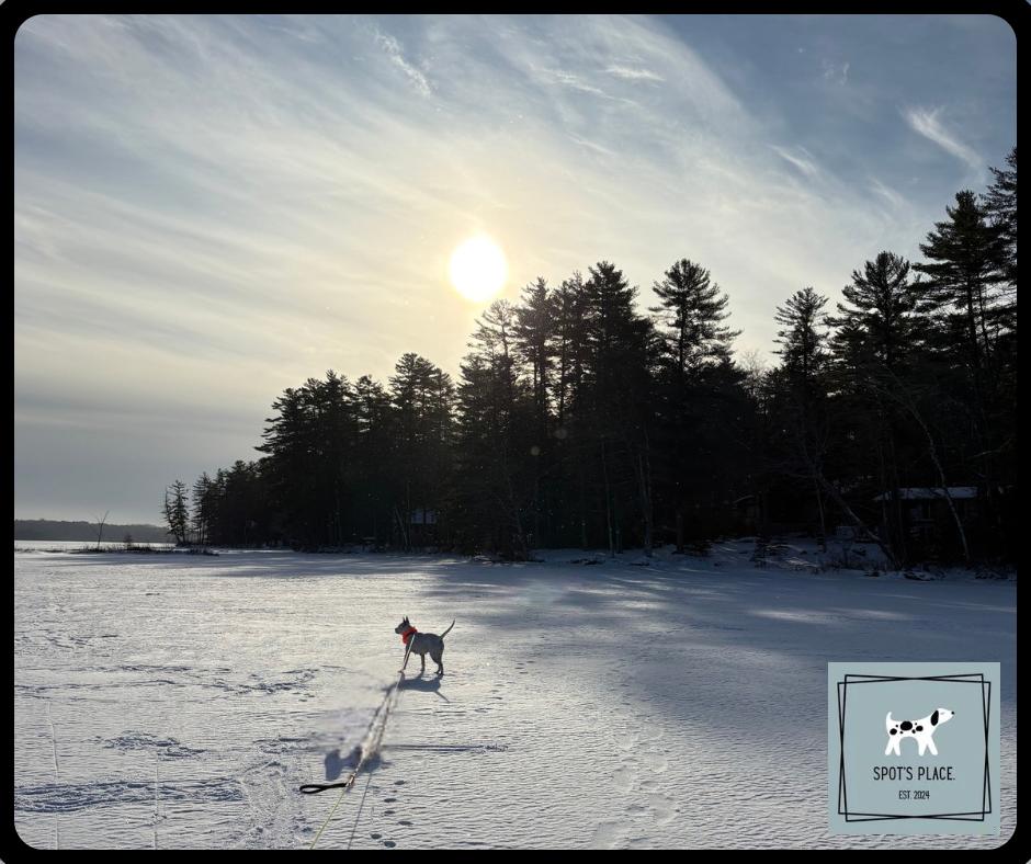 Enlarge Sugar Rae, a ADOPTABLE mixed breed in Chelmsford, MA image 1/6