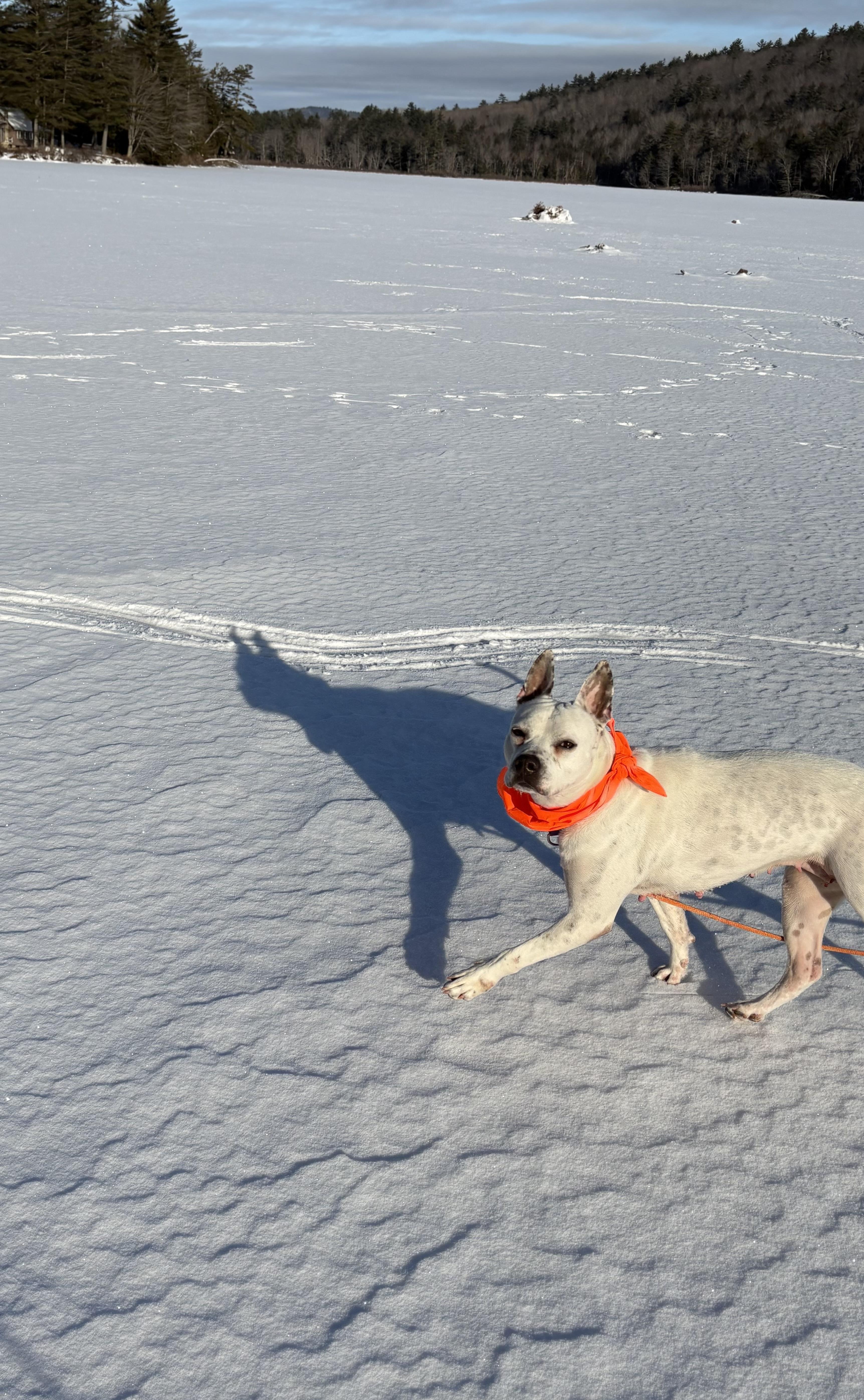 Enlarge Sugar Rae, a ADOPTABLE mixed breed in Chelmsford, MA image 2/6