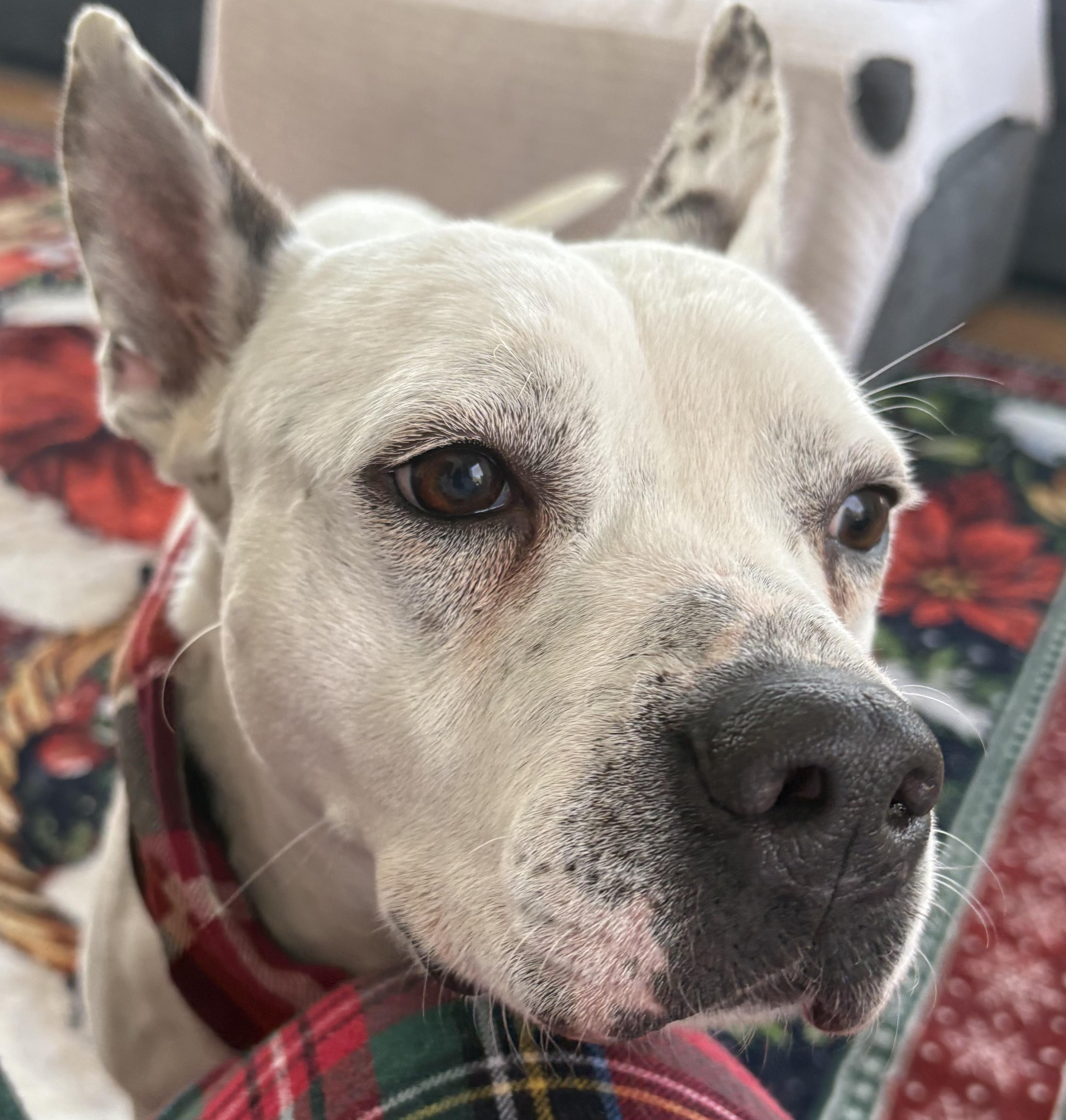 Sugar Rae, a ADOPTABLE mixed breed in Chelmsford, MA image 3/4