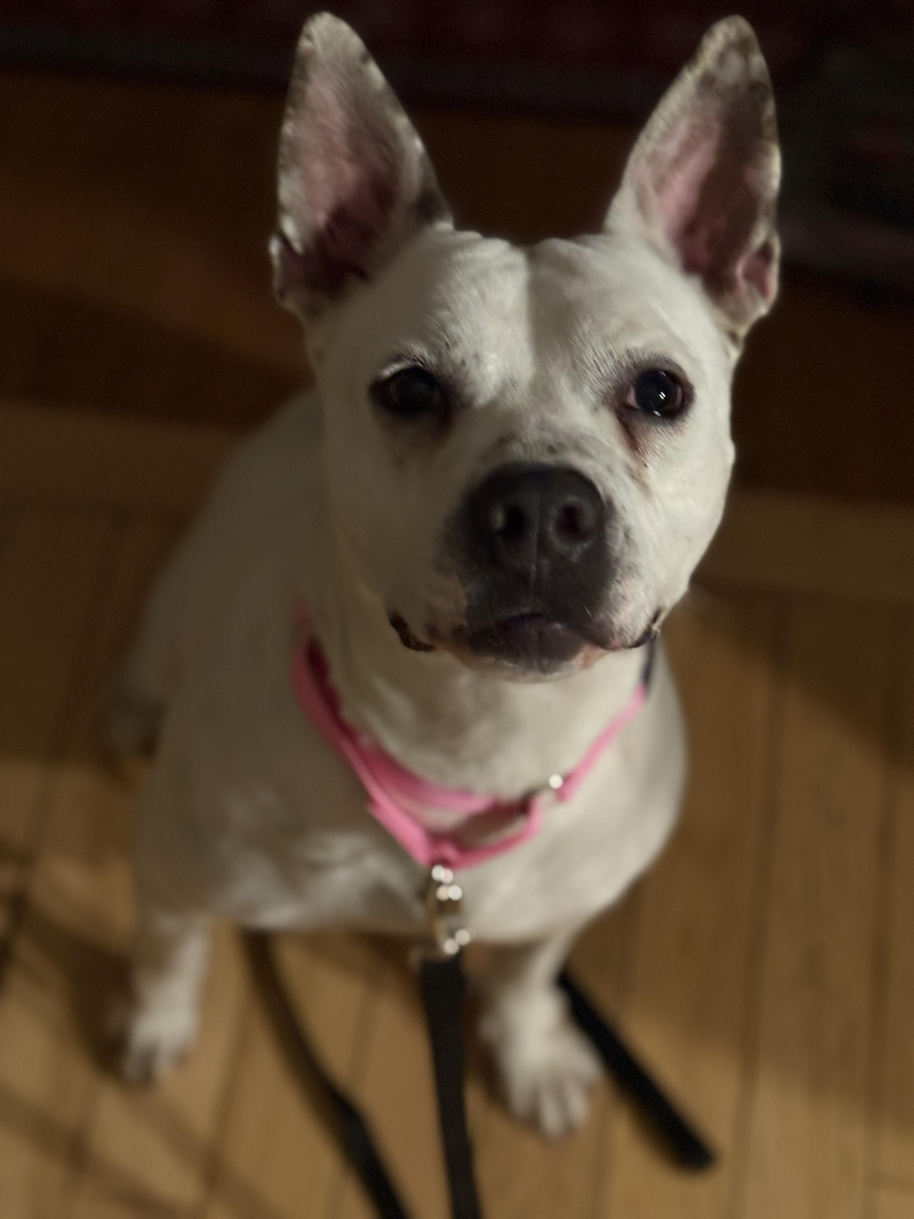 Sugar Rae, a ADOPTABLE mixed breed in Chelmsford, MA image 4/4
