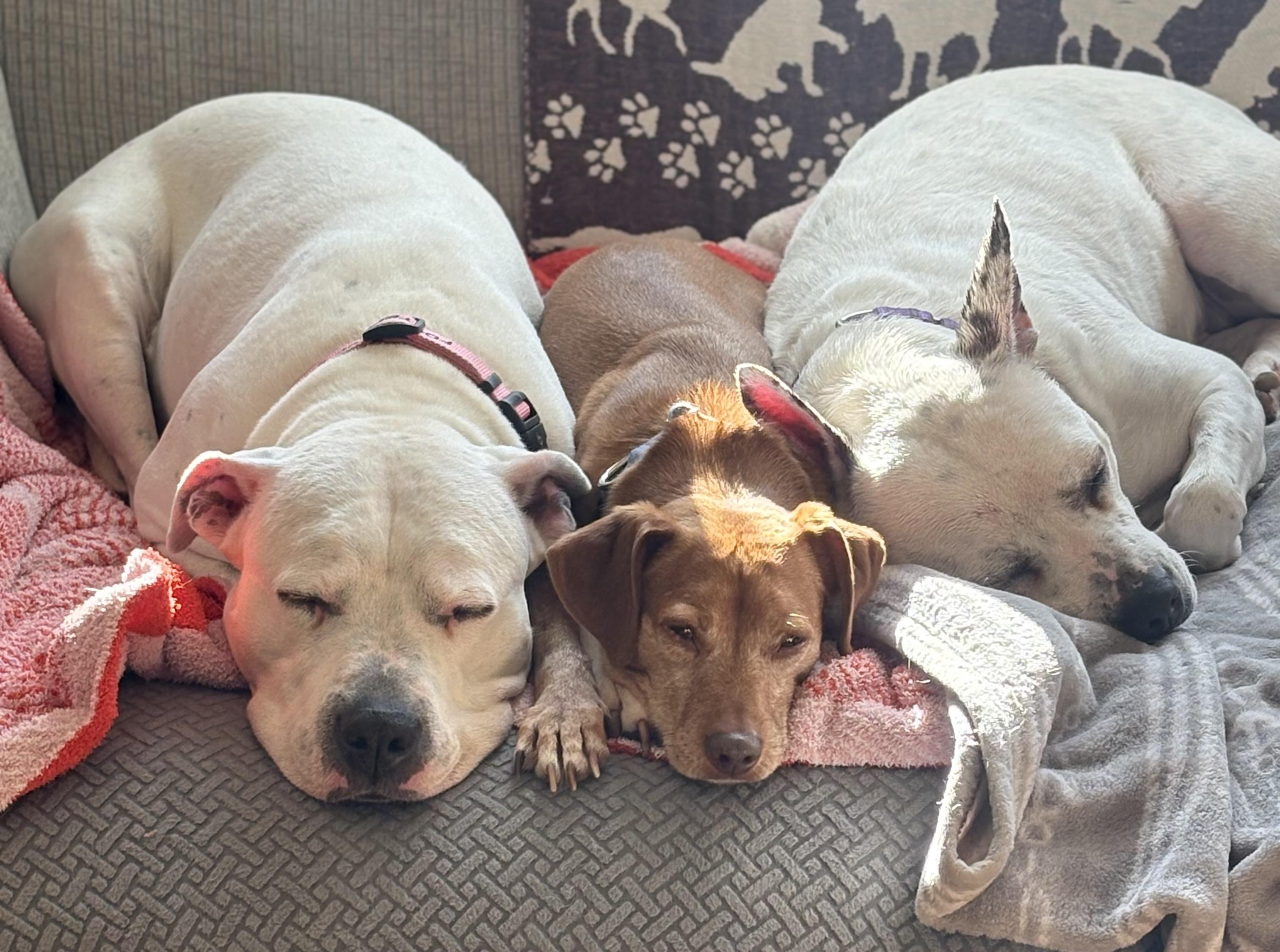 Enlarge Sugar Rae, a ADOPTABLE mixed breed in Chelmsford, MA image 4/6