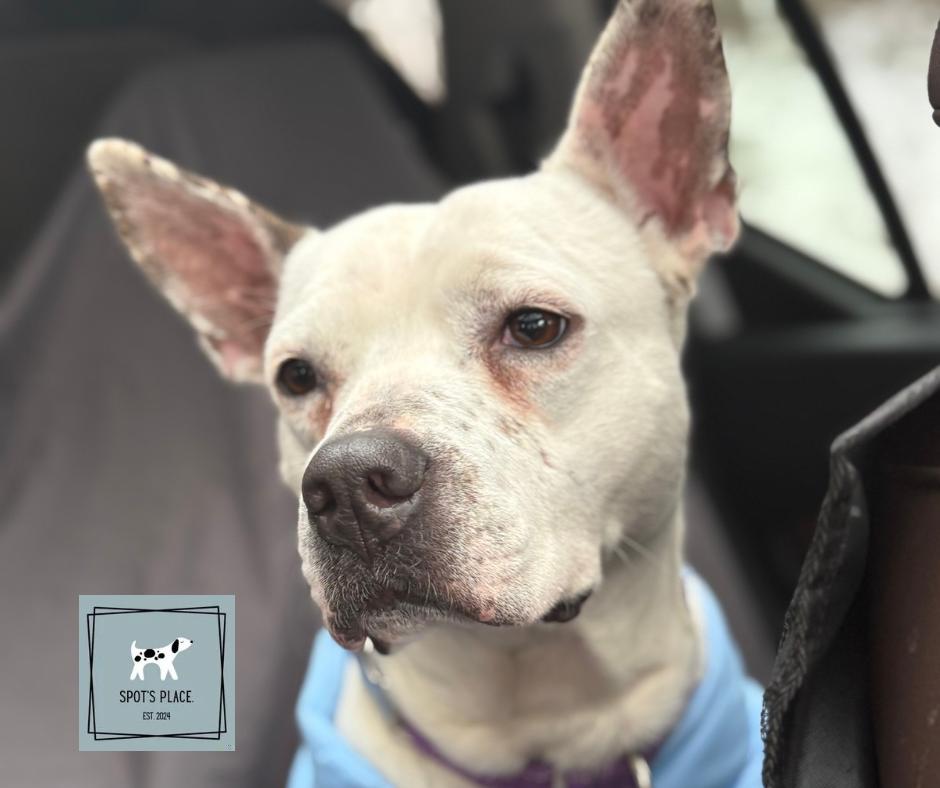 Enlarge Sugar Rae, a ADOPTABLE mixed breed in Chelmsford, MA image 3/6