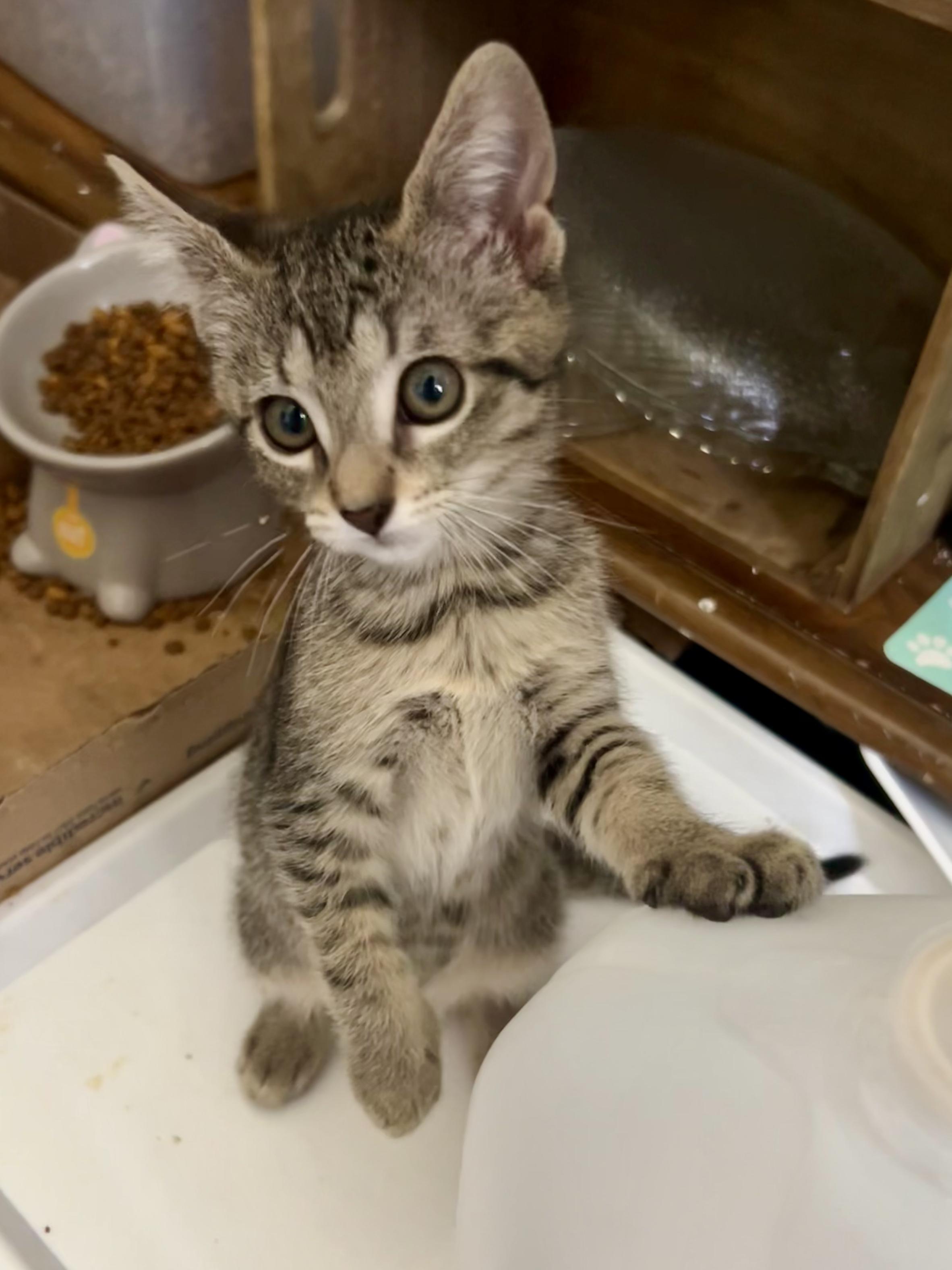 Enlarge Gretel, a ADOPTABLE Domestic Short Hair in Warminster, PA image 3/4