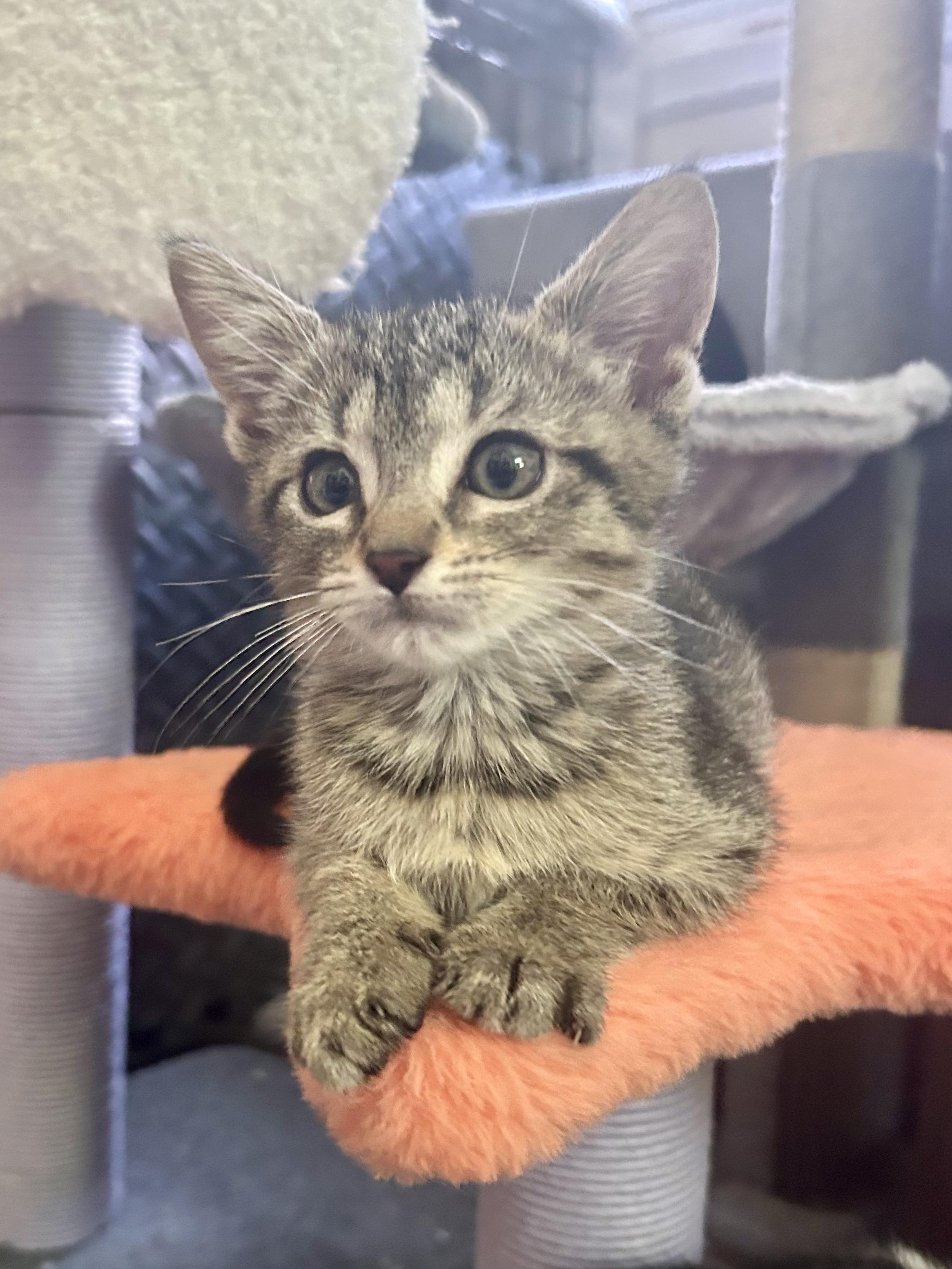 Enlarge Gretel, a ADOPTABLE Domestic Short Hair in Warminster, PA image 1/4