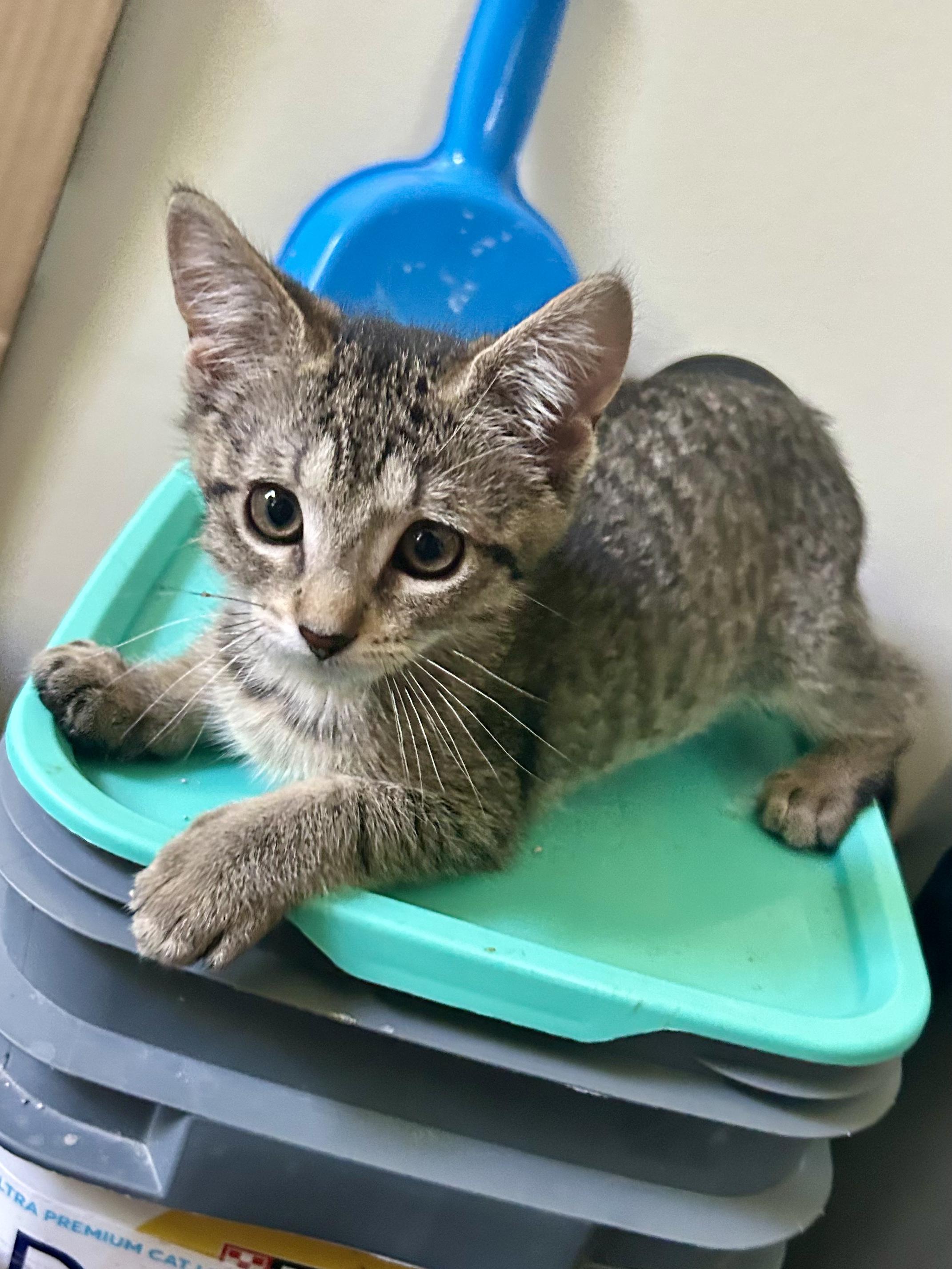 Enlarge Gretel, a ADOPTABLE Domestic Short Hair in Warminster, PA image 2/4