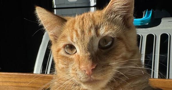 Enlarge Beanie, a Adoptable Domestic Short Hair in Ronkonkoma, NY image 1/2