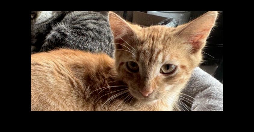 Enlarge Beanie, a Adoptable Domestic Short Hair in Ronkonkoma, NY image 2/2