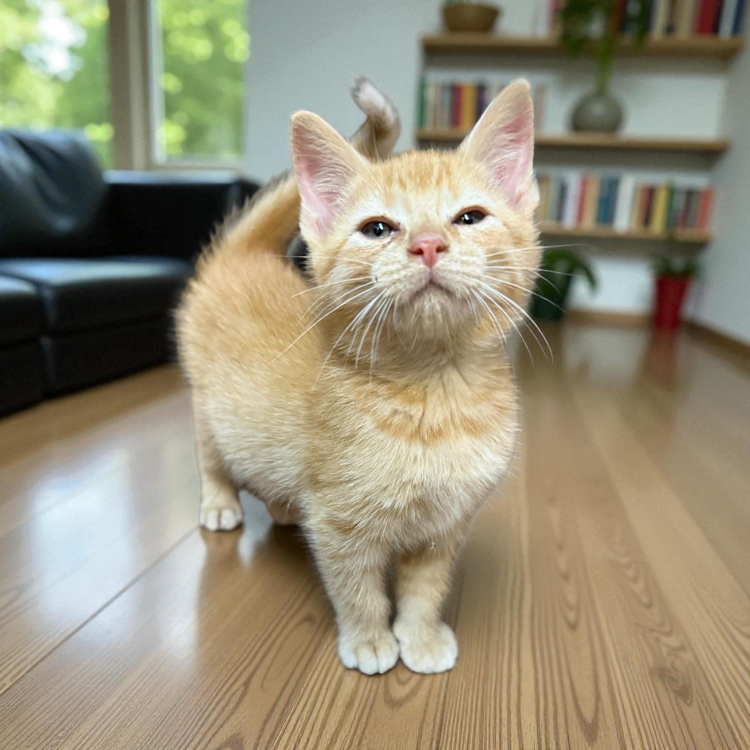 Tee, a Adoptable Tabby in Xenia, OH image 3/5