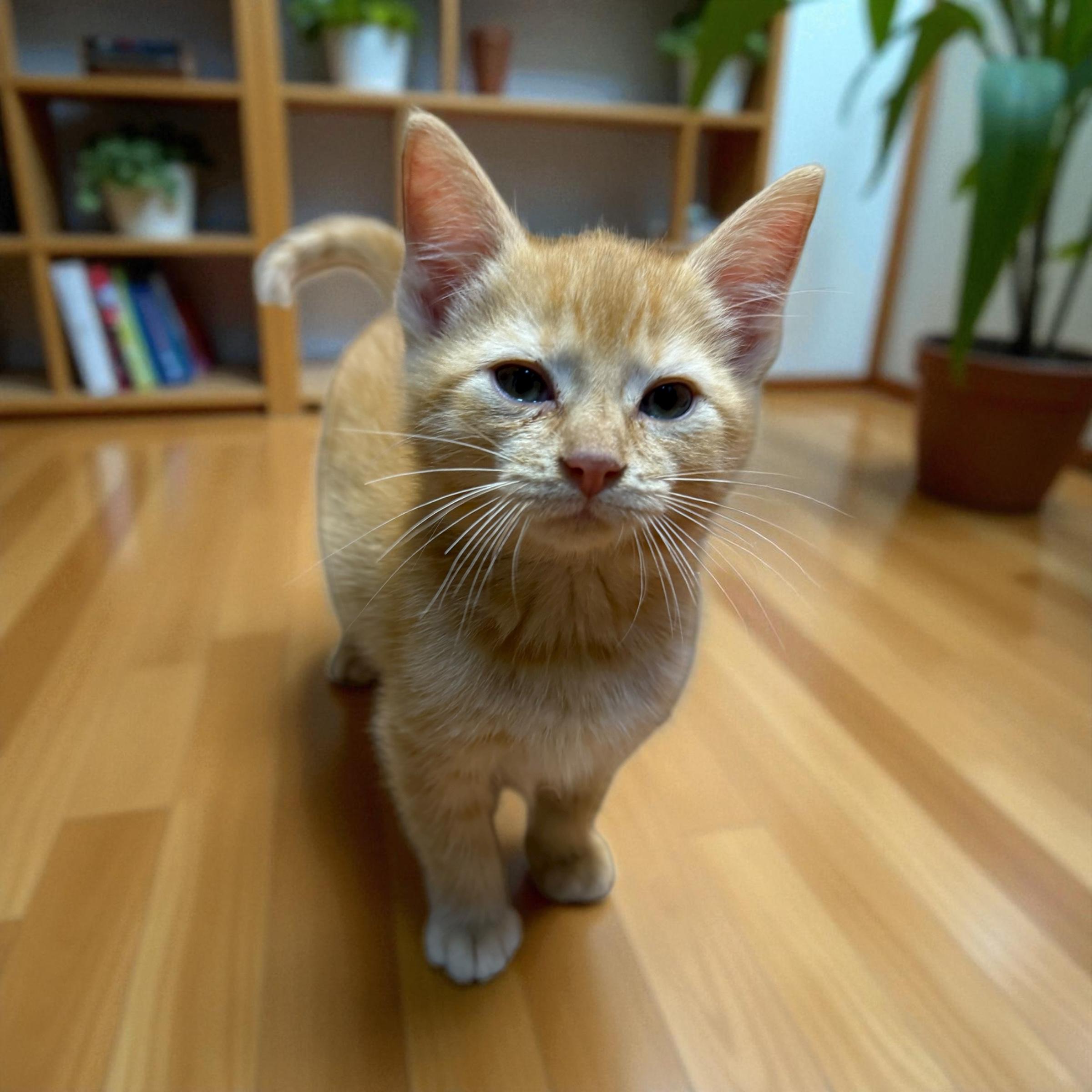 Tee, a Adoptable Tabby in Xenia, OH image 5/5