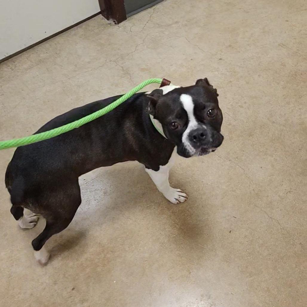 Enlarge Dolly, a Adoptable mixed breed in Grapevine, TX image 2/6