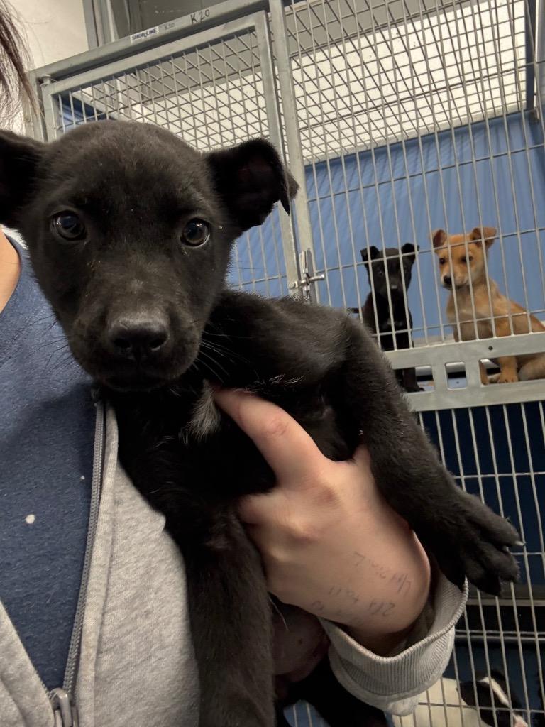 Frank McCallister, Adopted, Puppy Male Labrador Retriever & Mixed Breed.