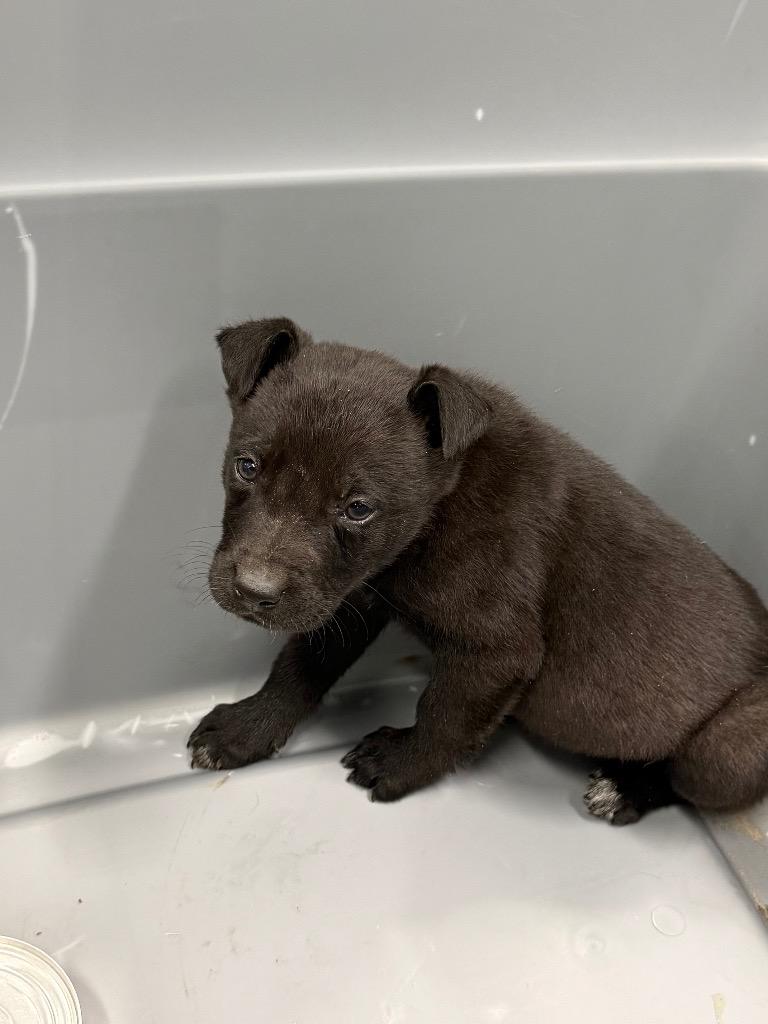 Frank McCallister, a Adopted mixed breed in Sapulpa, OK image 2/2