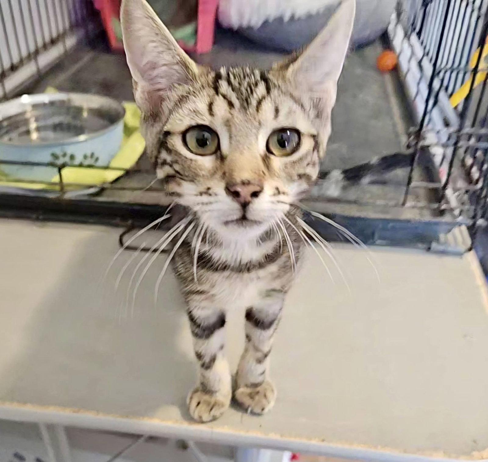 Cider, Adopted, Kitten Female Domestic Short Hair.