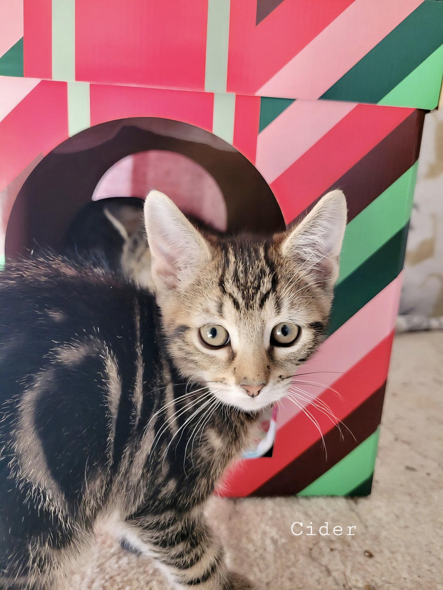 Enlarge Cider, a Adopted Domestic Short Hair in Penndel, PA image 2/3