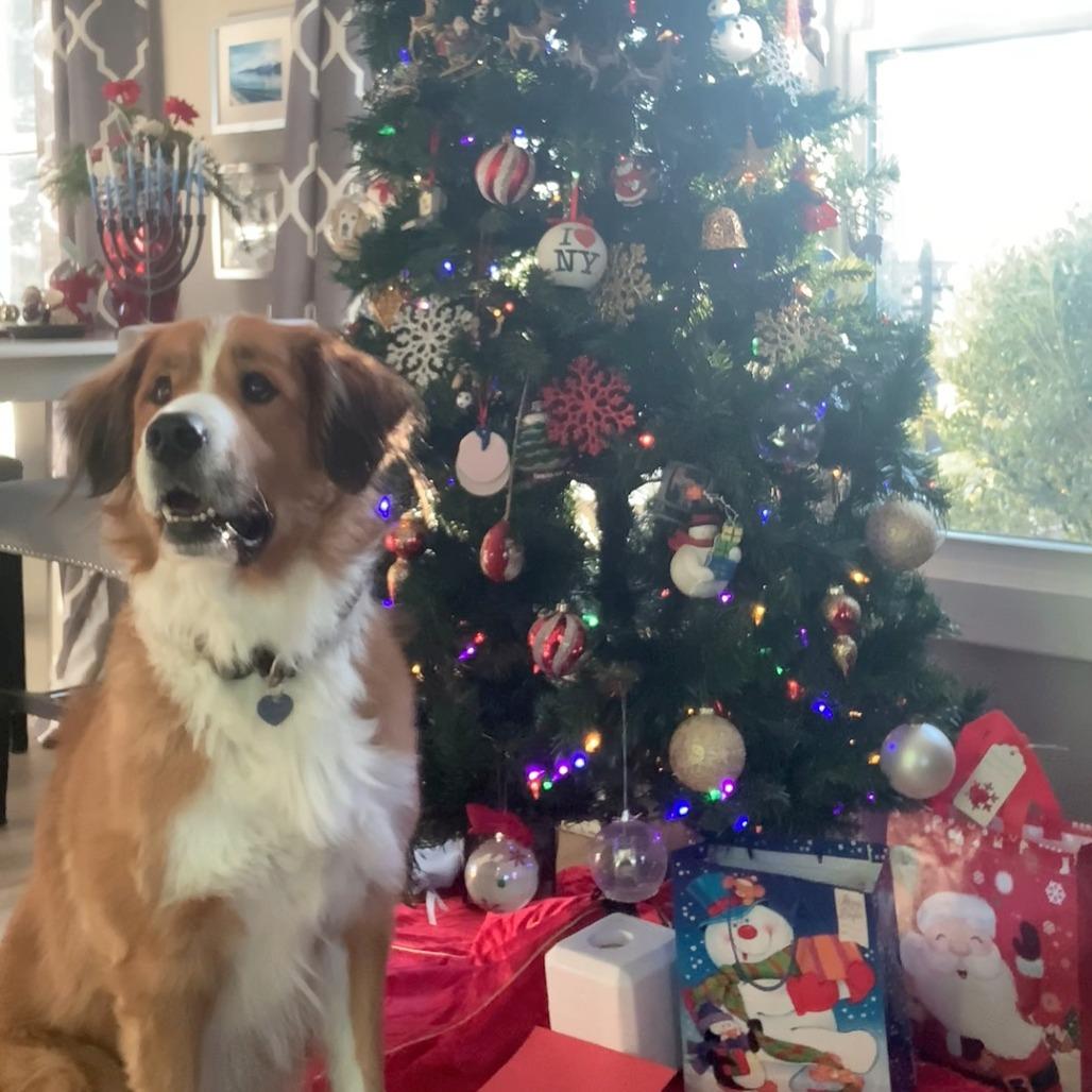 Enlarge Fiona, a Adoptable mixed breed in Glenelg, MD image 1/6