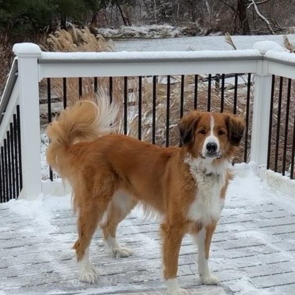 Enlarge Fiona, a Adoptable mixed breed in Glenelg, MD image 3/6