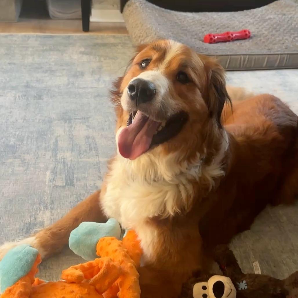 Enlarge Fiona, a Adoptable mixed breed in Glenelg, MD image 5/6