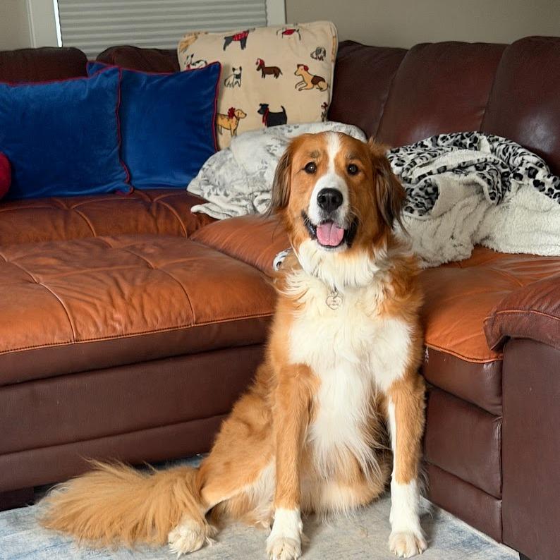 Enlarge Fiona, a Adoptable mixed breed in Glenelg, MD image 5/6