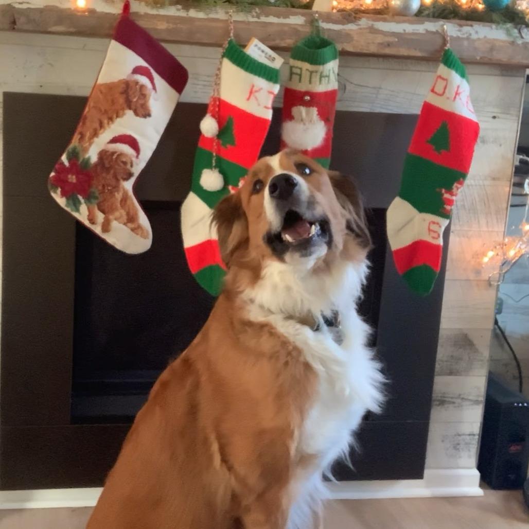 Enlarge Fiona, a Adoptable mixed breed in Glenelg, MD image 6/6