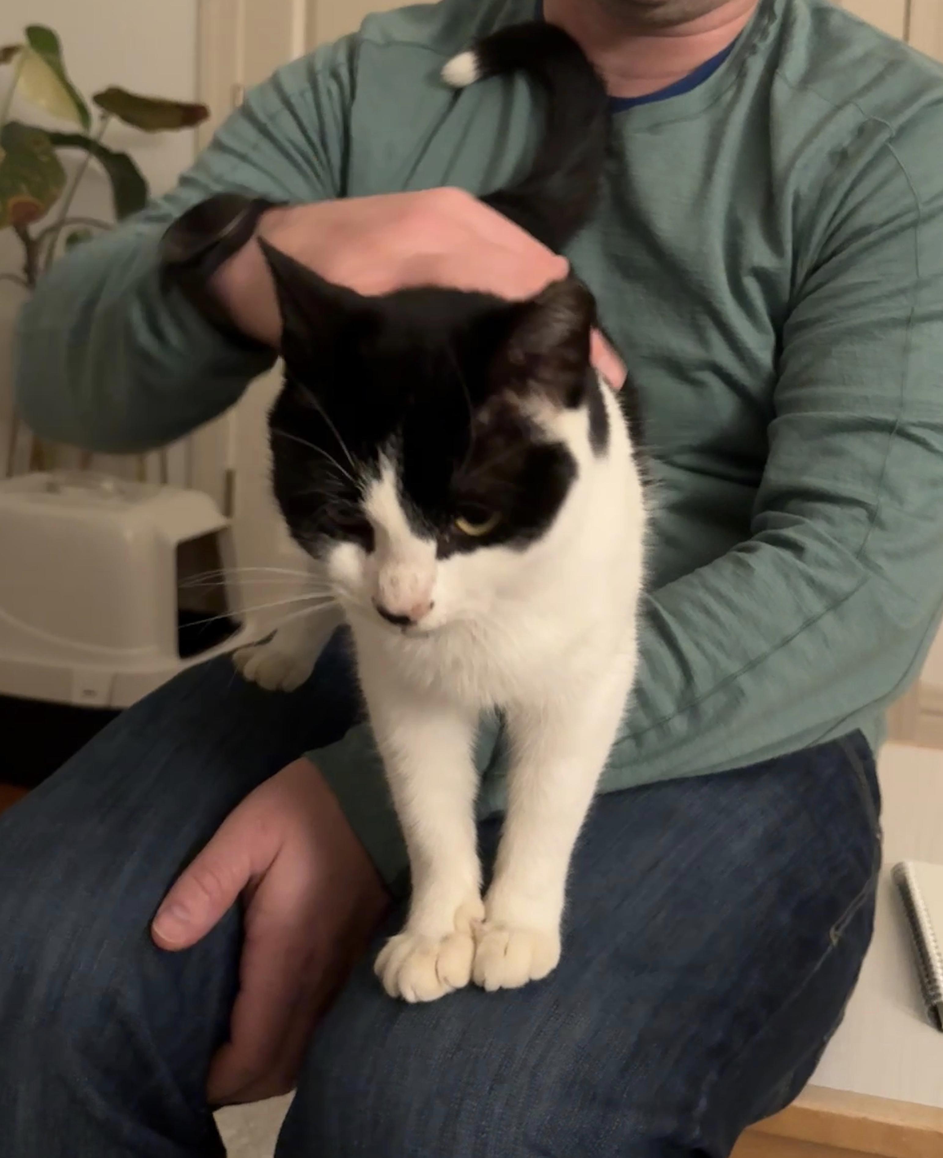 Bailey, a ADOPTABLE Domestic Short Hair in Montgomery, AL image 2/5