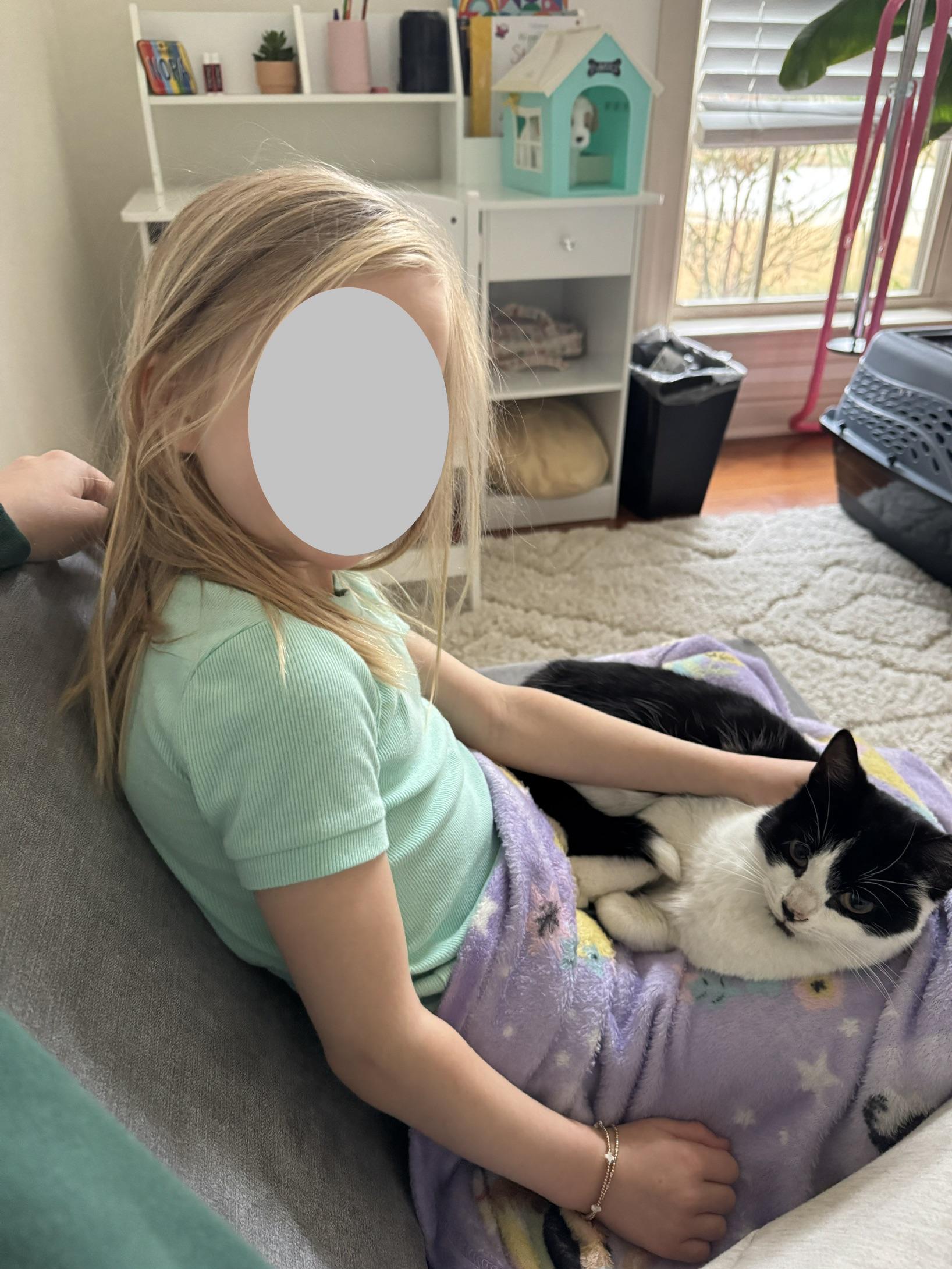 Bailey, a ADOPTABLE Domestic Short Hair in Montgomery, AL image 4/5