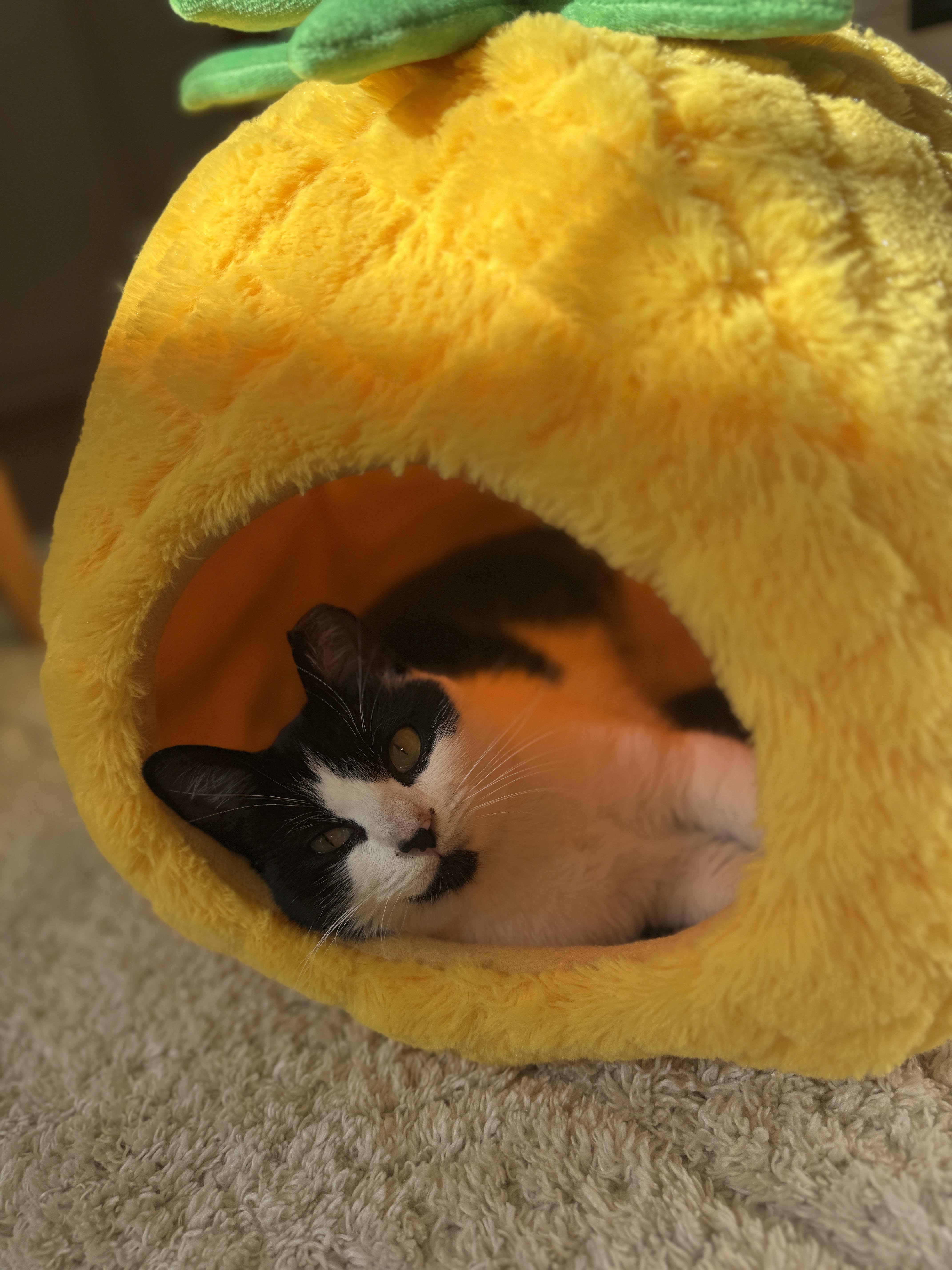 Bailey, a ADOPTABLE Domestic Short Hair in Montgomery, AL image 3/5