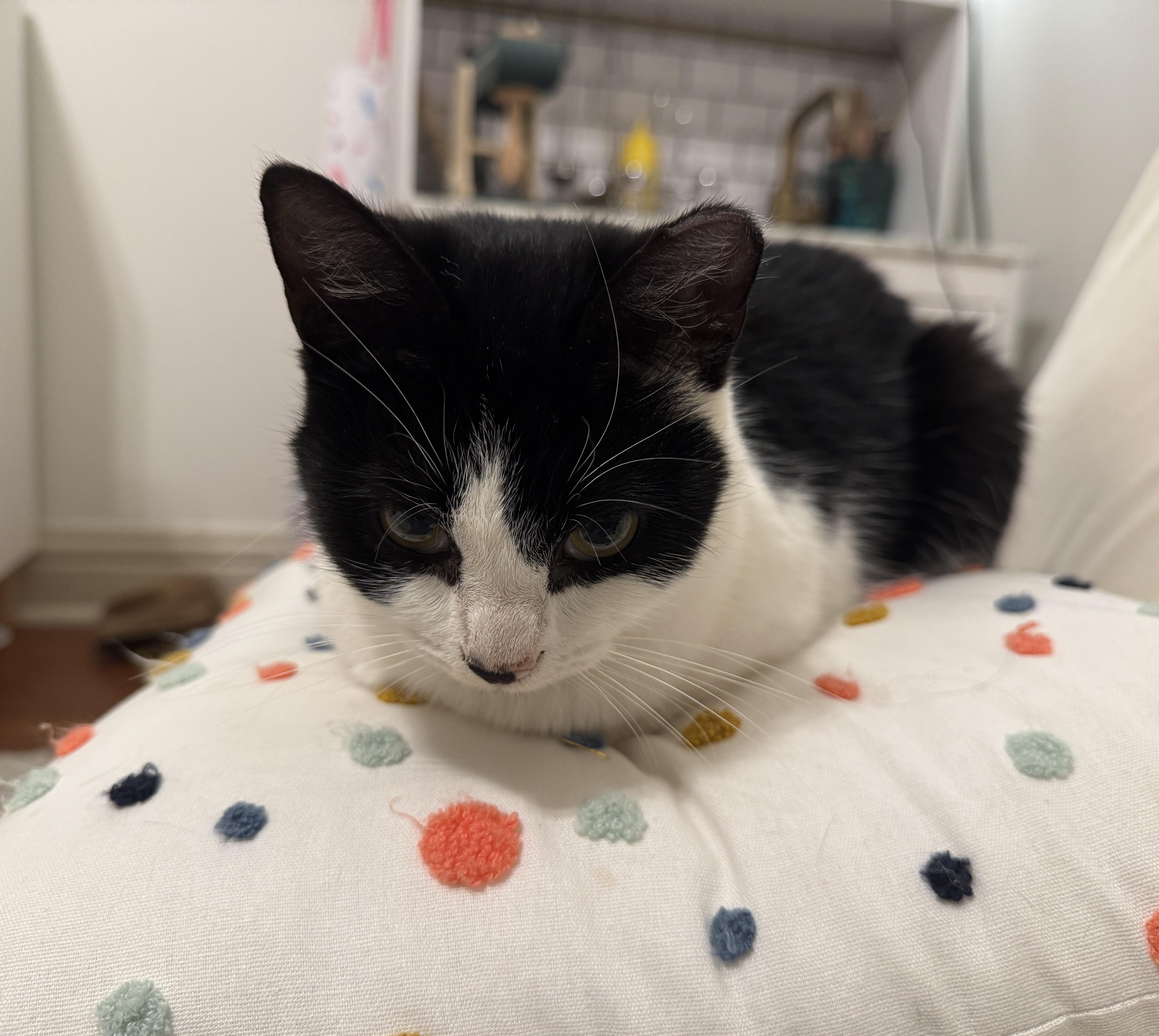 Bailey, a ADOPTABLE Domestic Short Hair in Montgomery, AL image 1/5