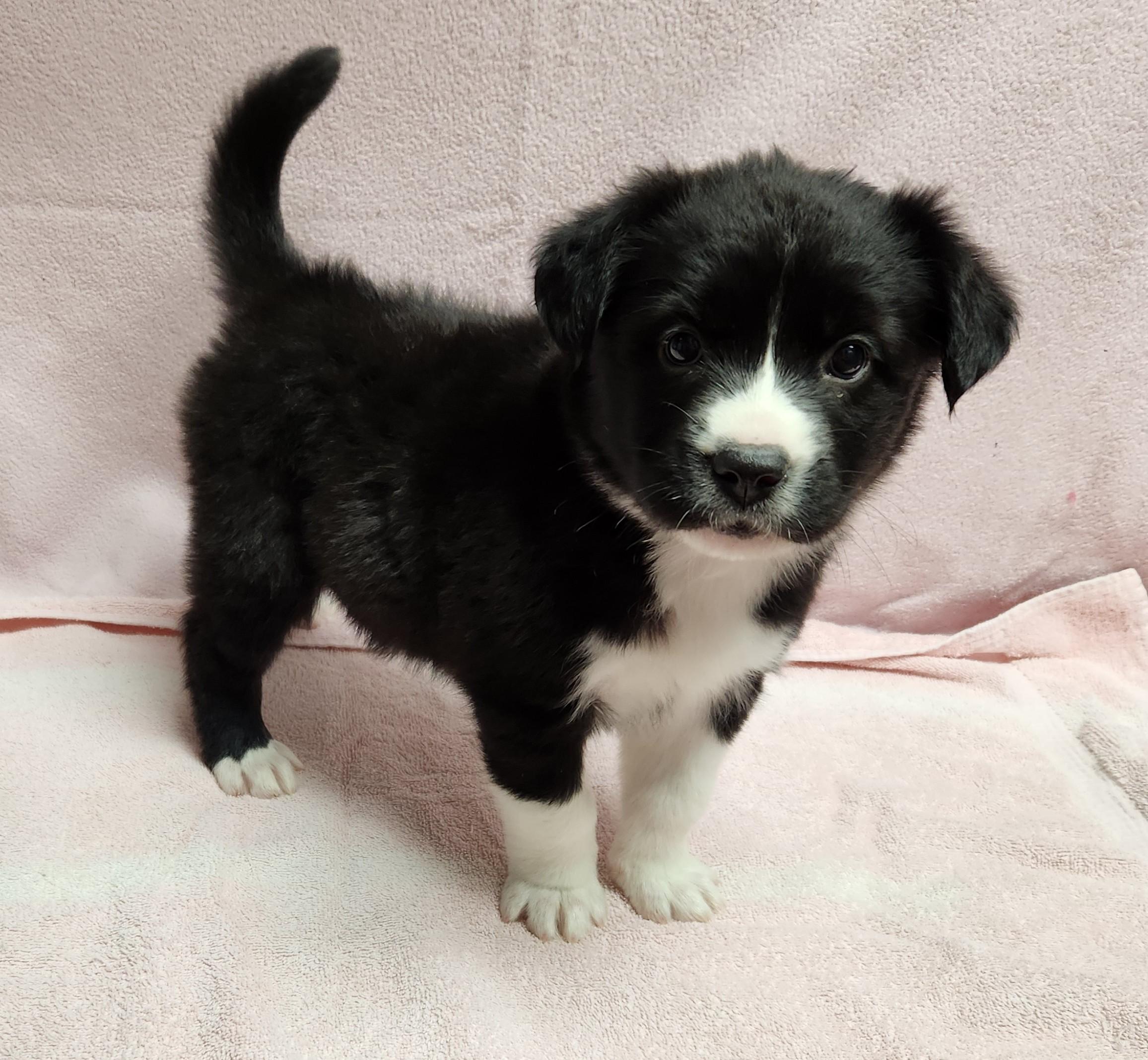 Enlarge Kate, a ADOPTABLE mixed breed in Siloam Springs, AR image 2/4