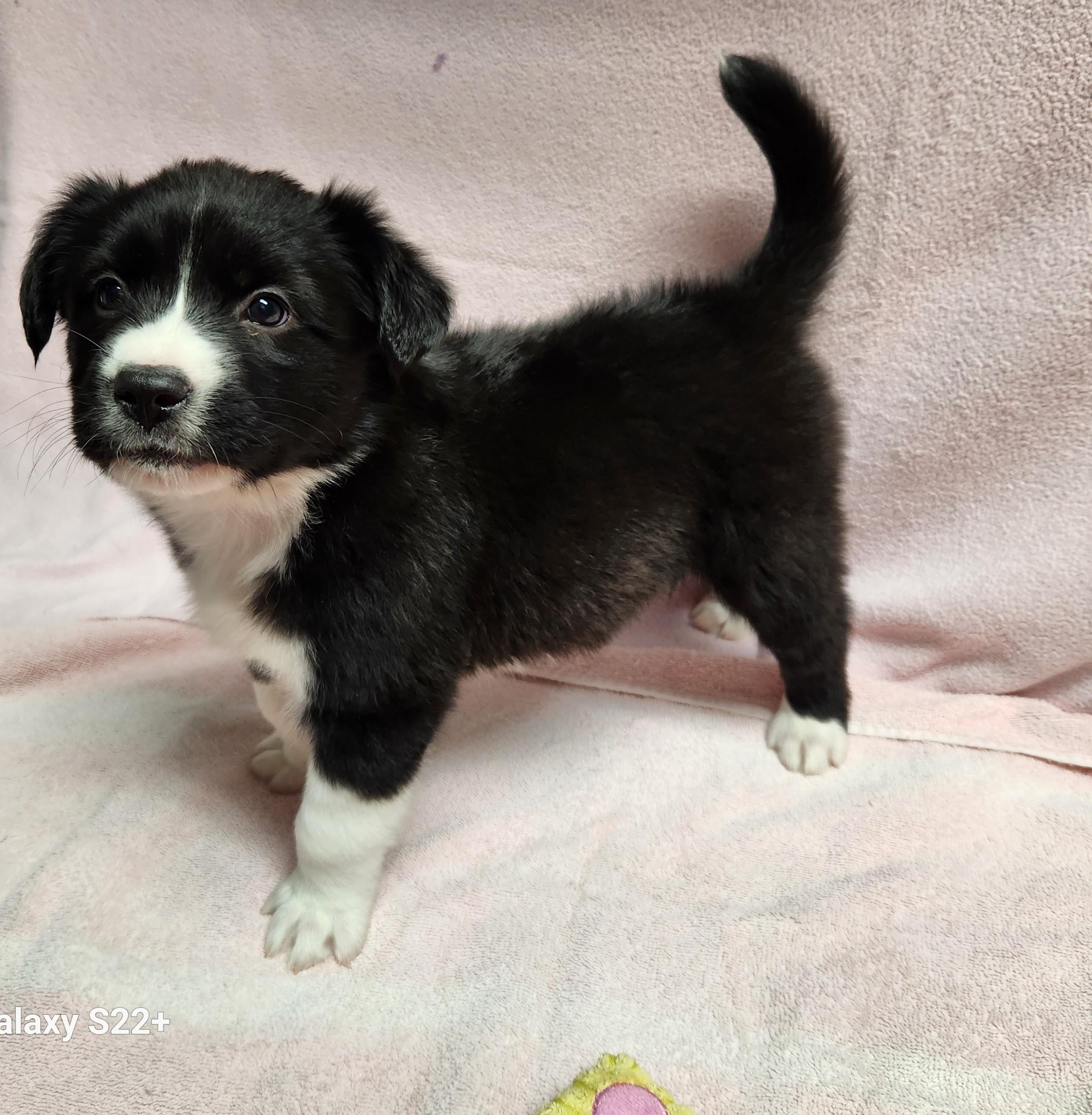 Enlarge Kate, a ADOPTABLE mixed breed in Siloam Springs, AR image 4/4