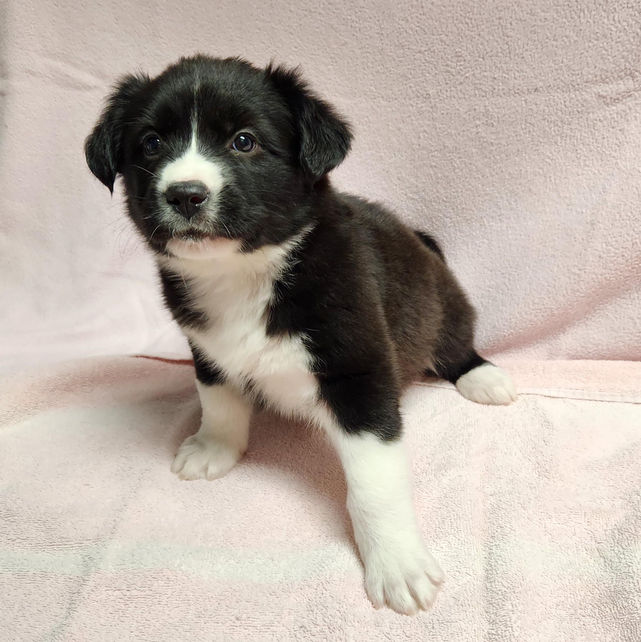 Enlarge Kate, a ADOPTABLE mixed breed in Siloam Springs, AR image 3/4